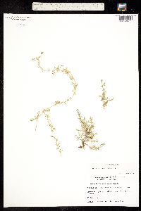 Arenaria tetraquetra image