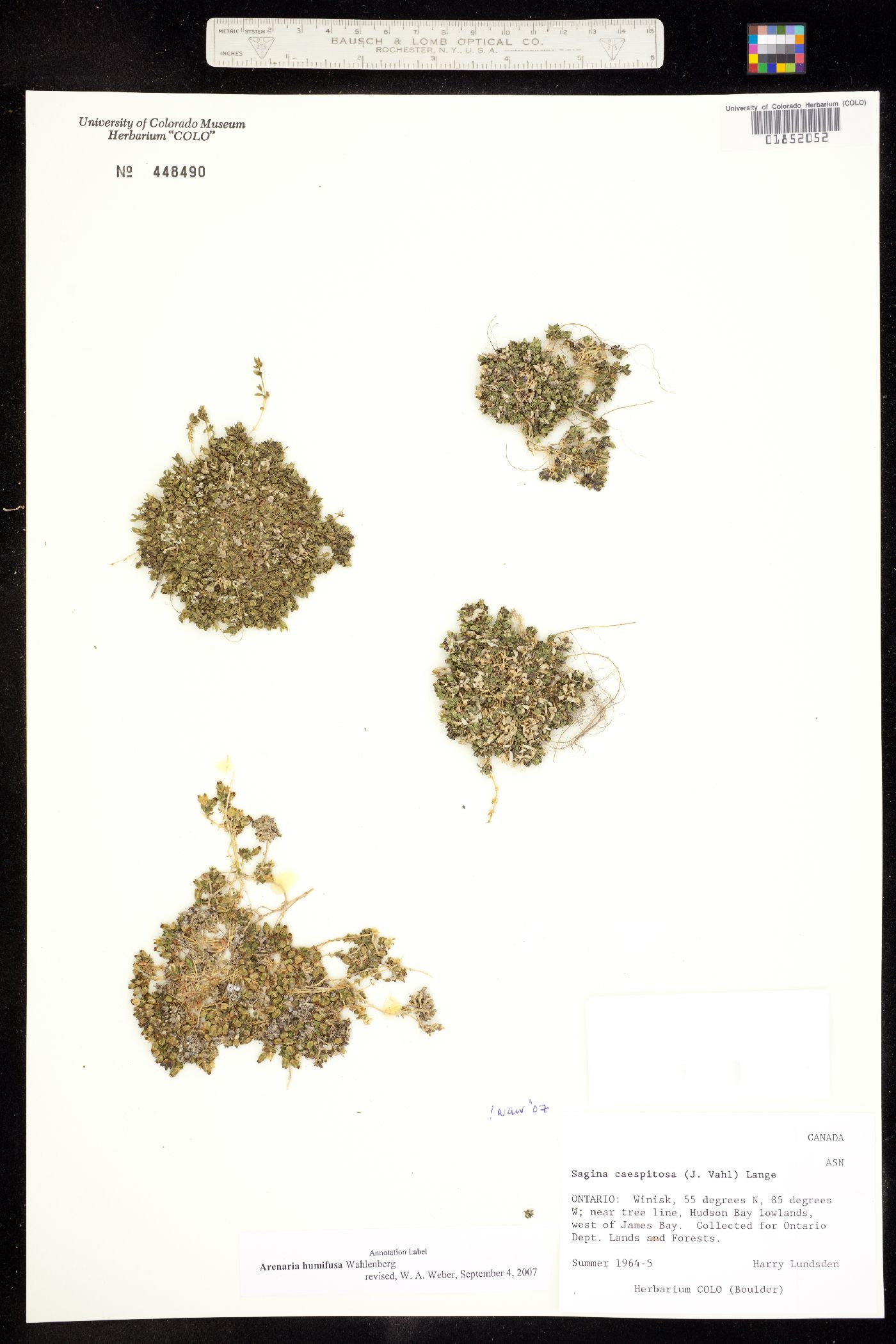 Arenaria humifusa image