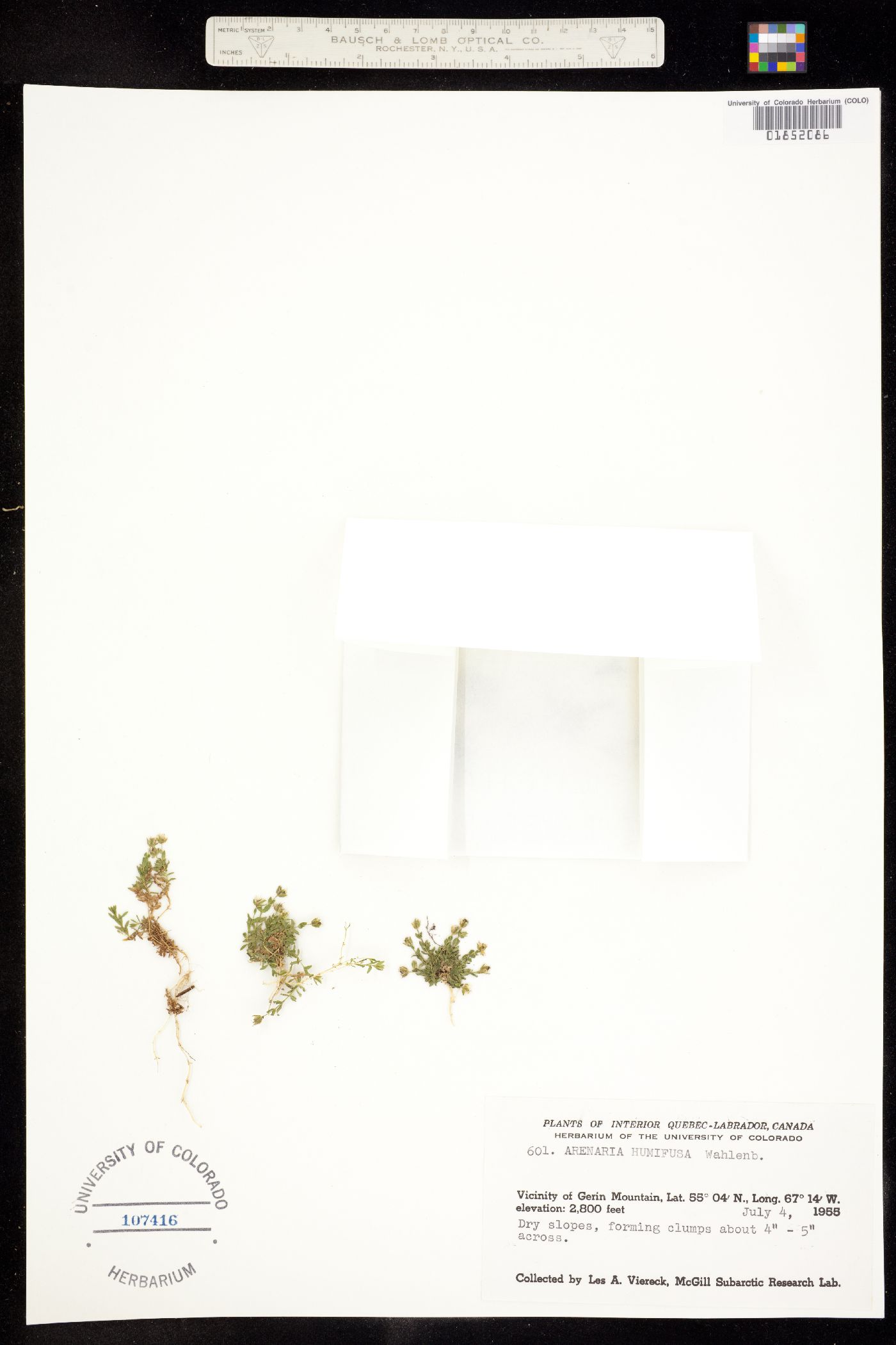 Arenaria humifusa image