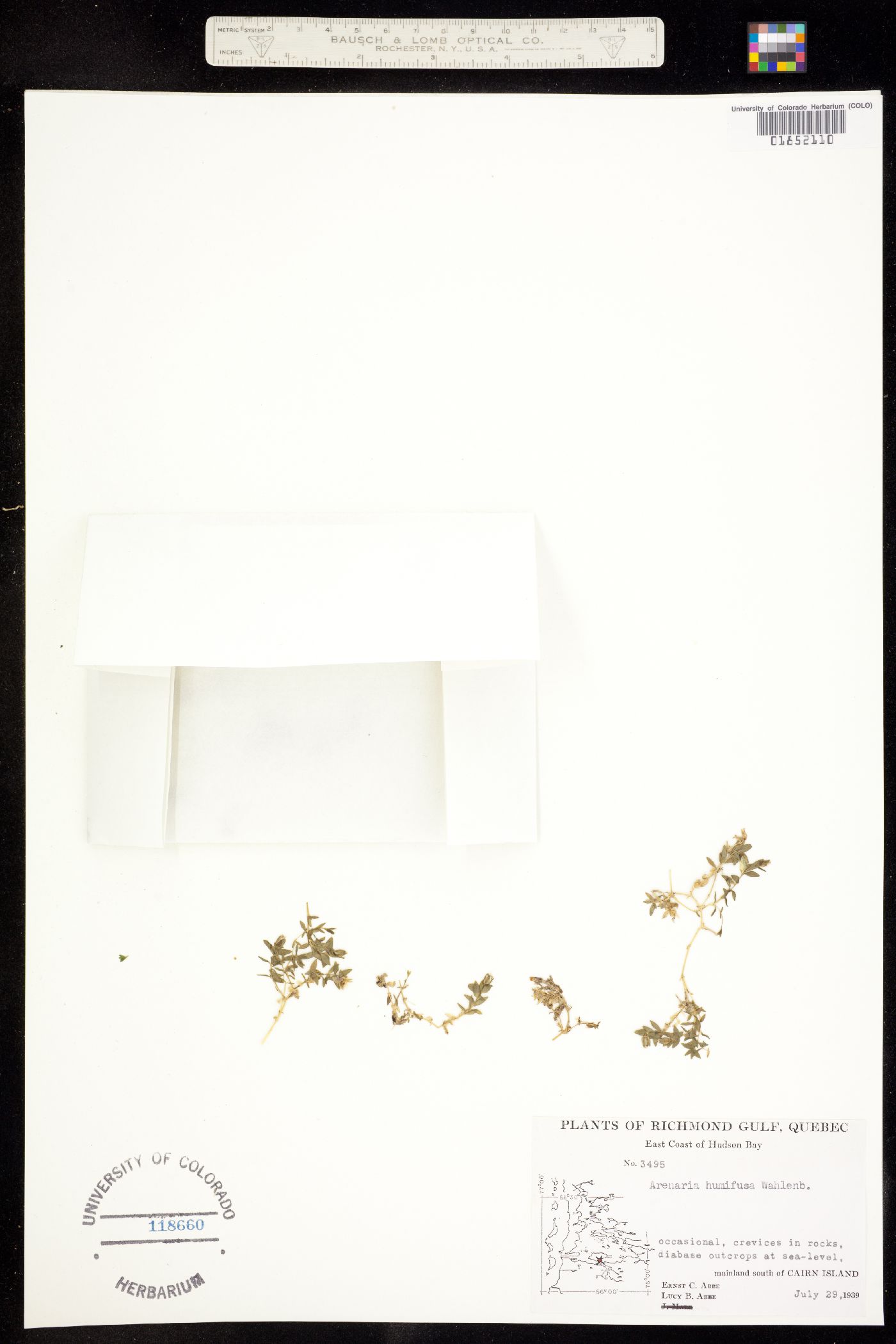 Arenaria humifusa image