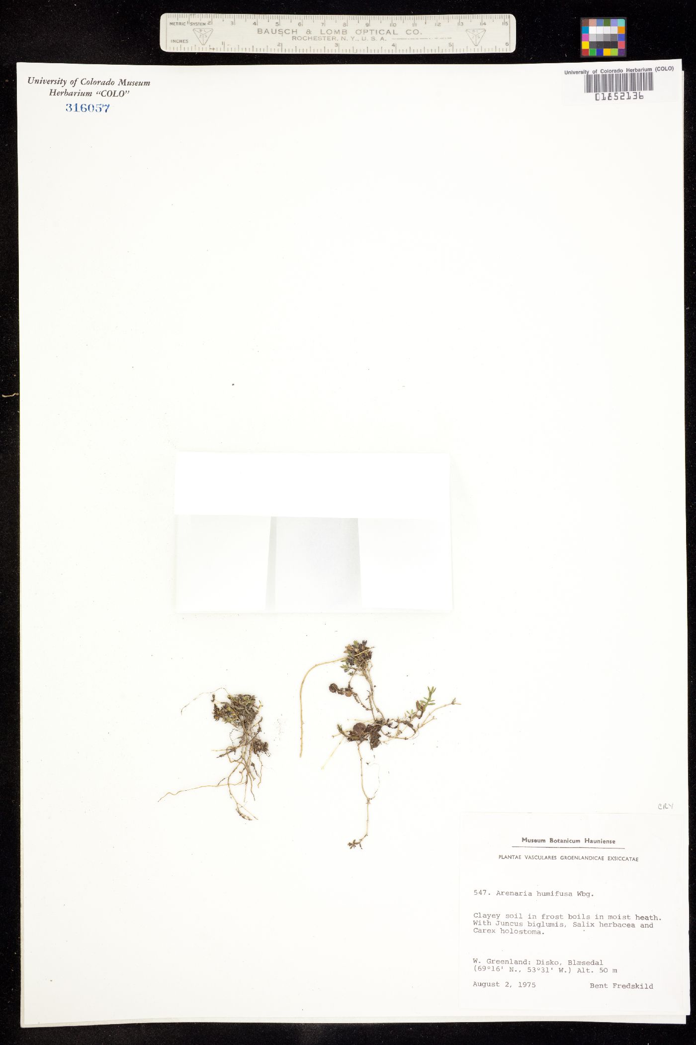 Arenaria humifusa image