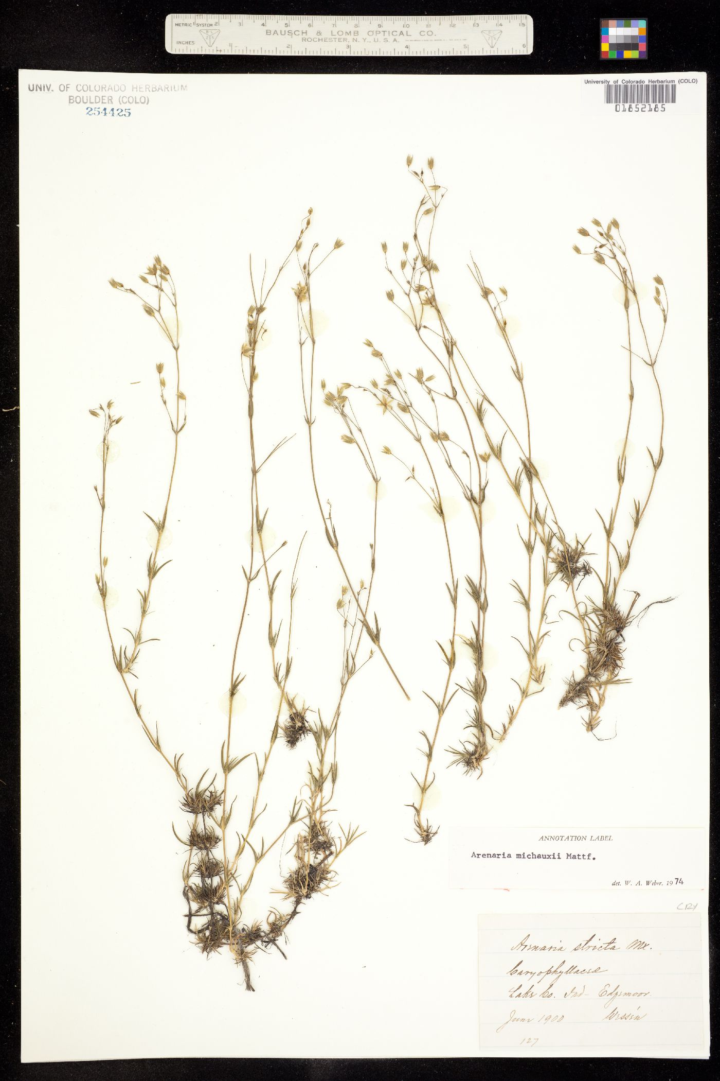 Minuartia michauxii image