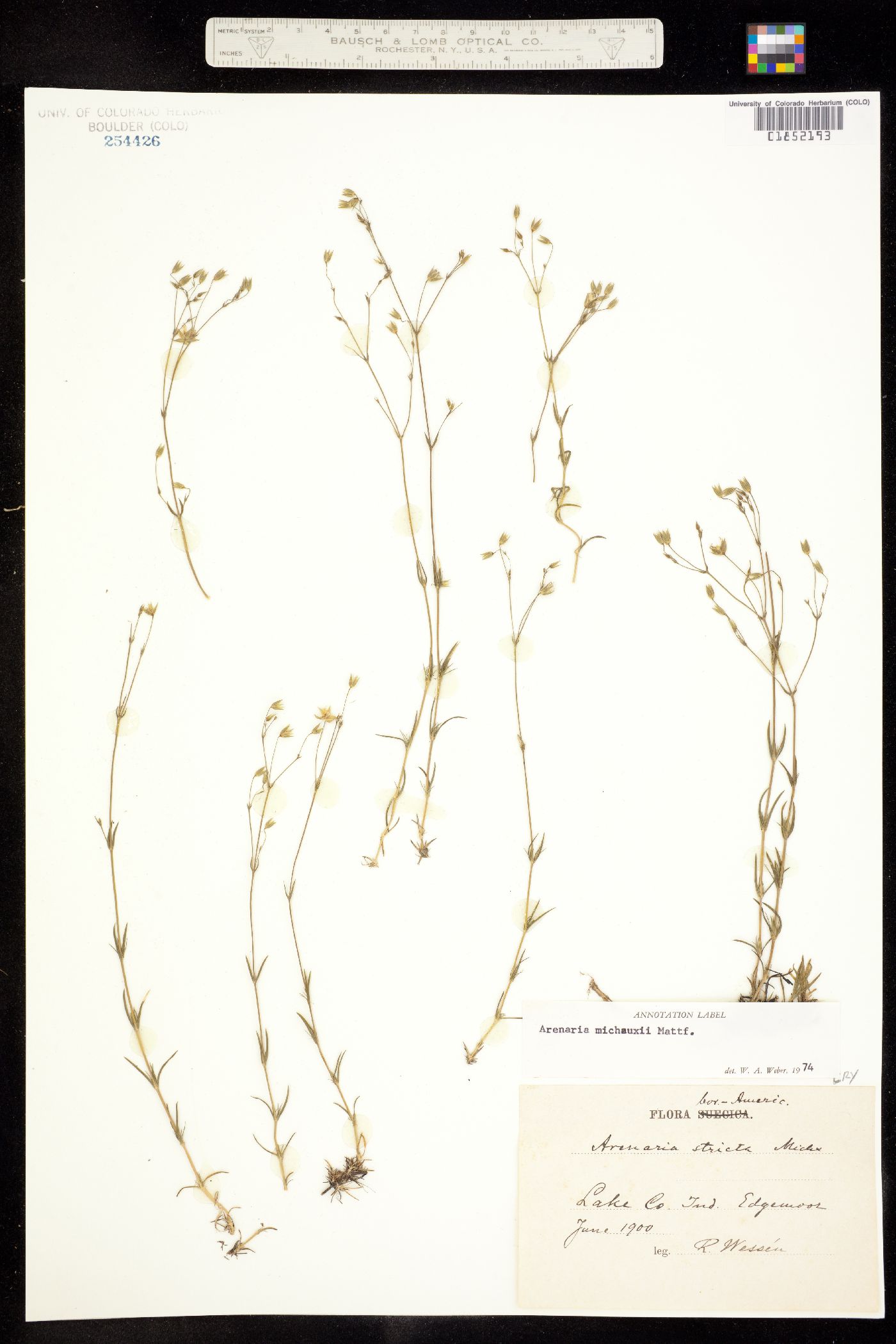 Minuartia michauxii image