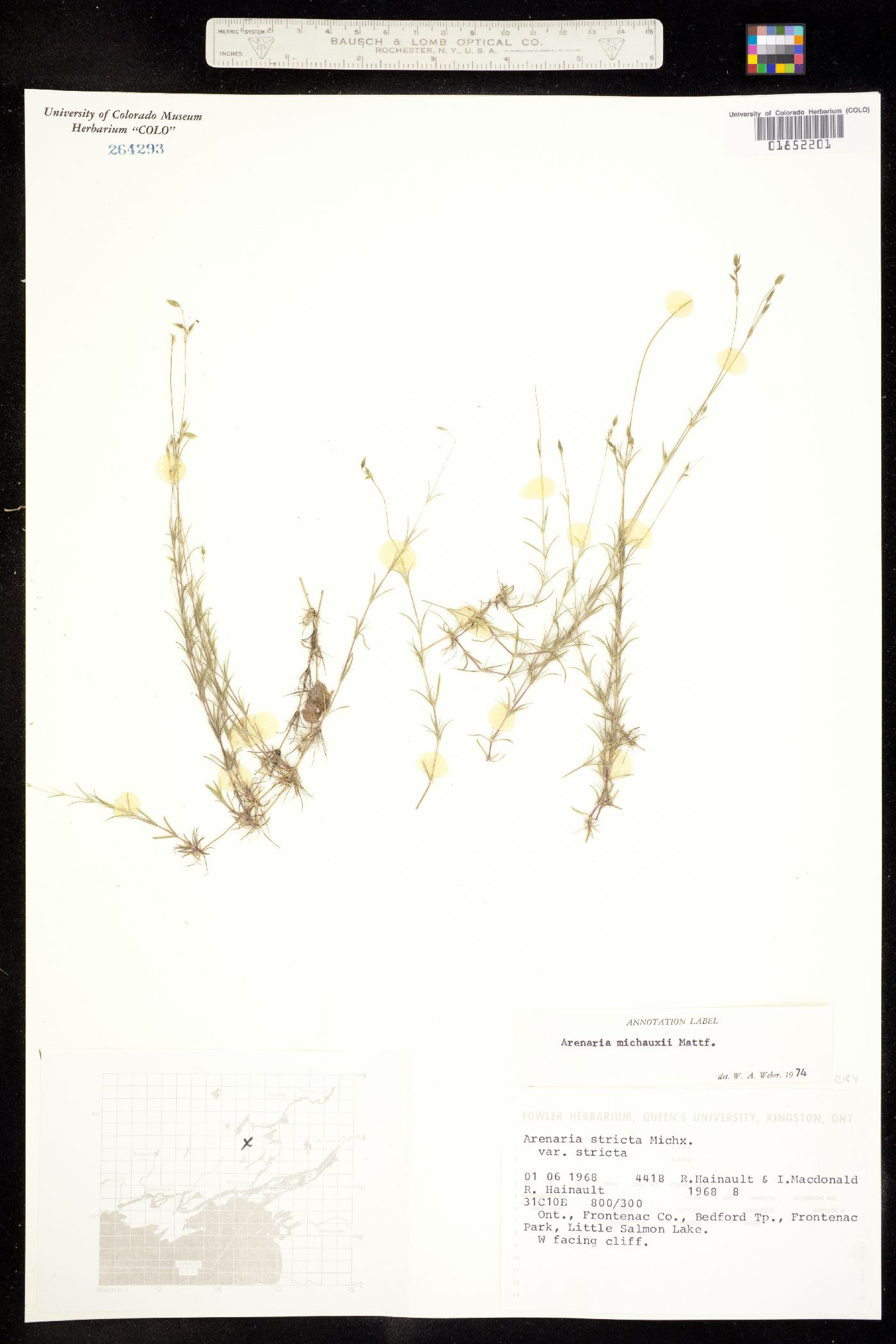 Minuartia michauxii image