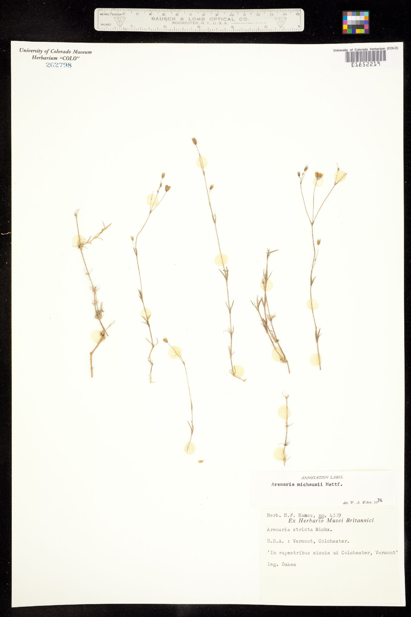 Minuartia michauxii image