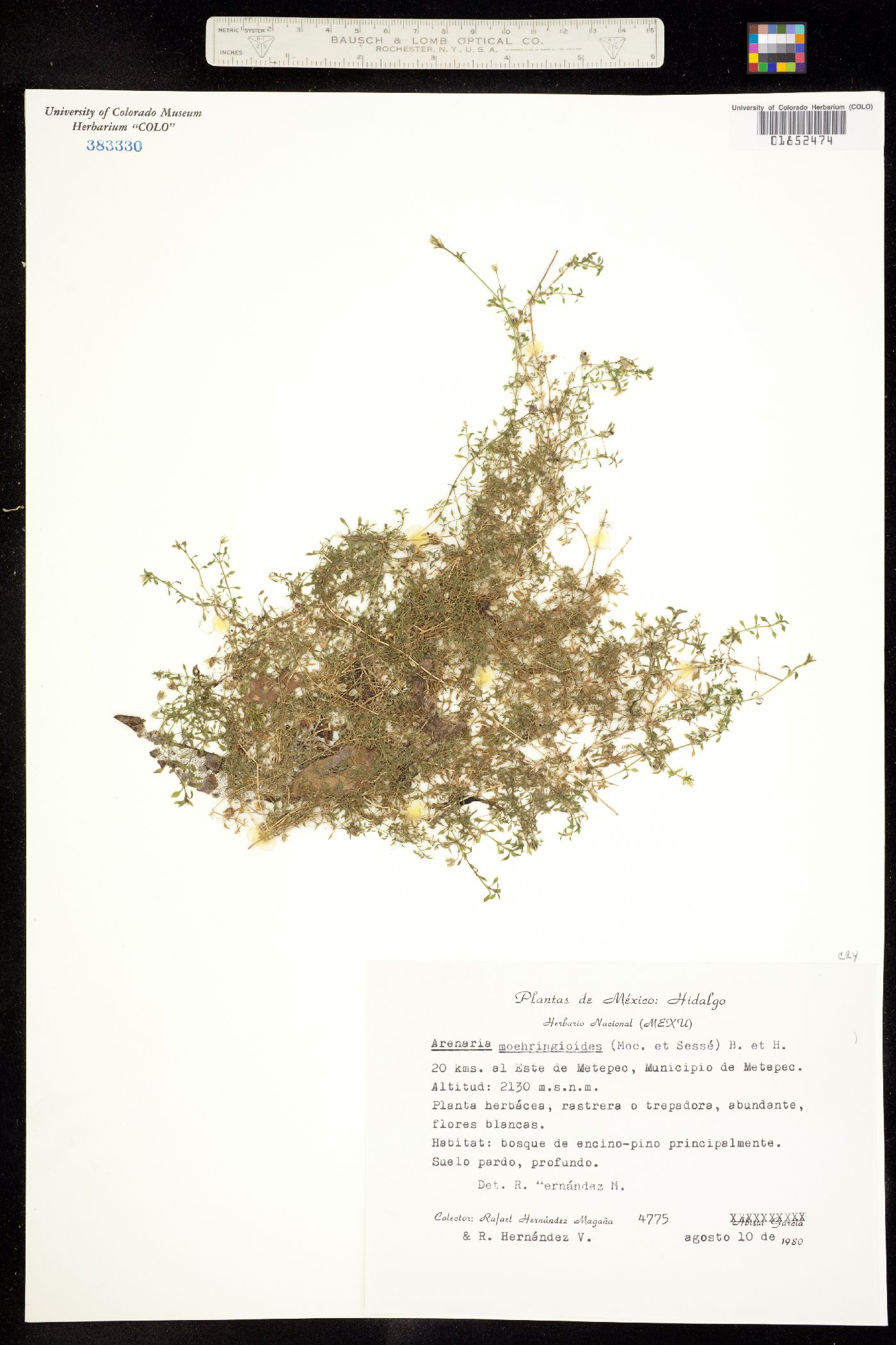 Arenaria ciliata subsp. multicaulis image