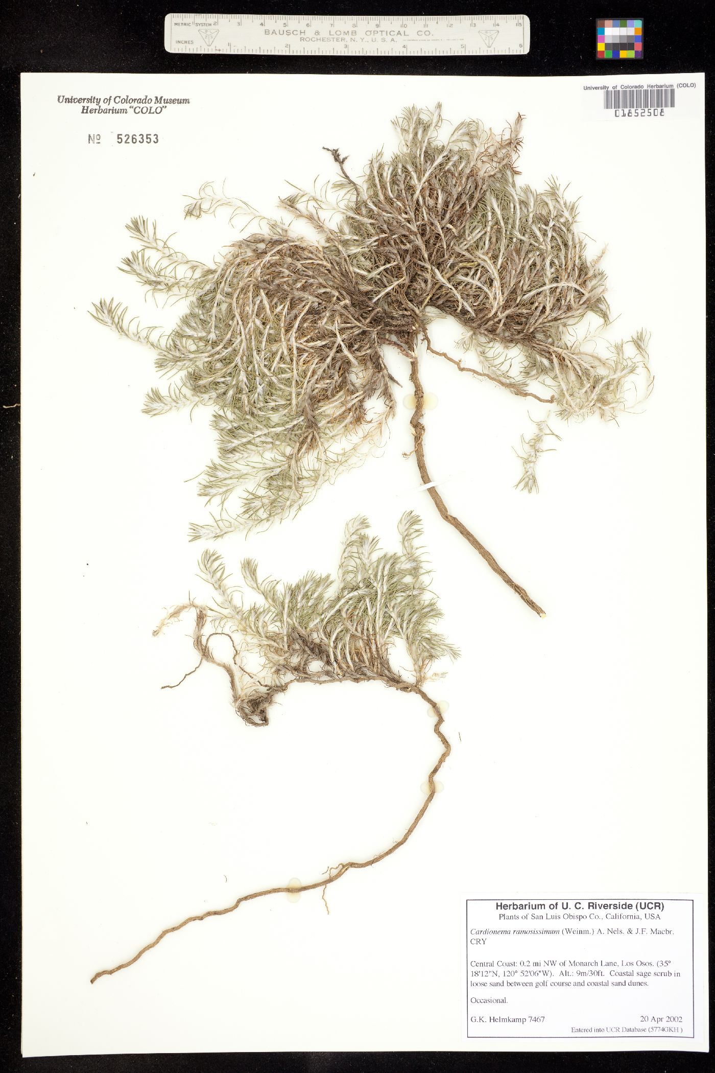 Cardionema ramosissimum image