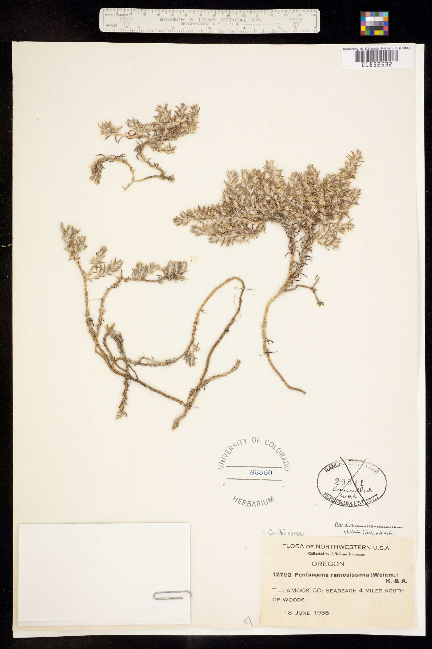 Cardionema ramosissimum image