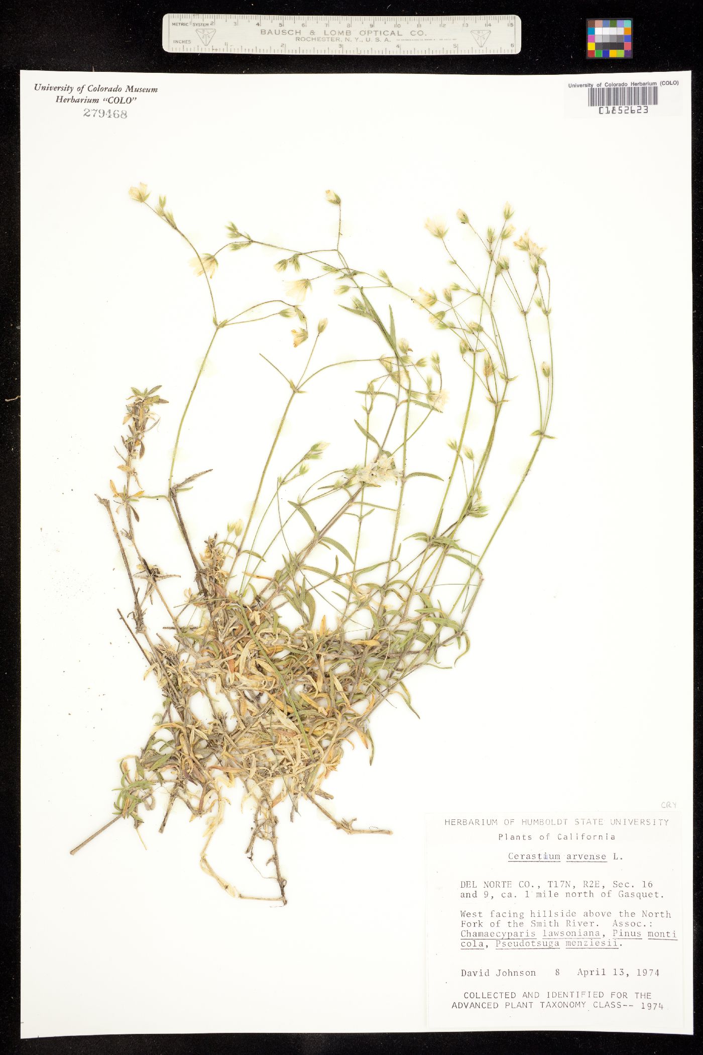 Cerastium arvense image