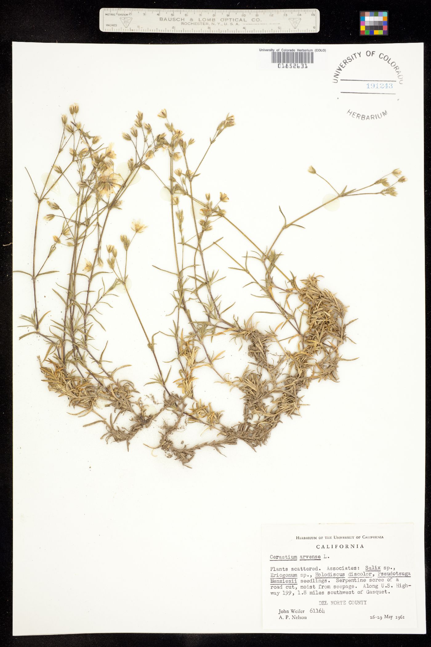Cerastium arvense image