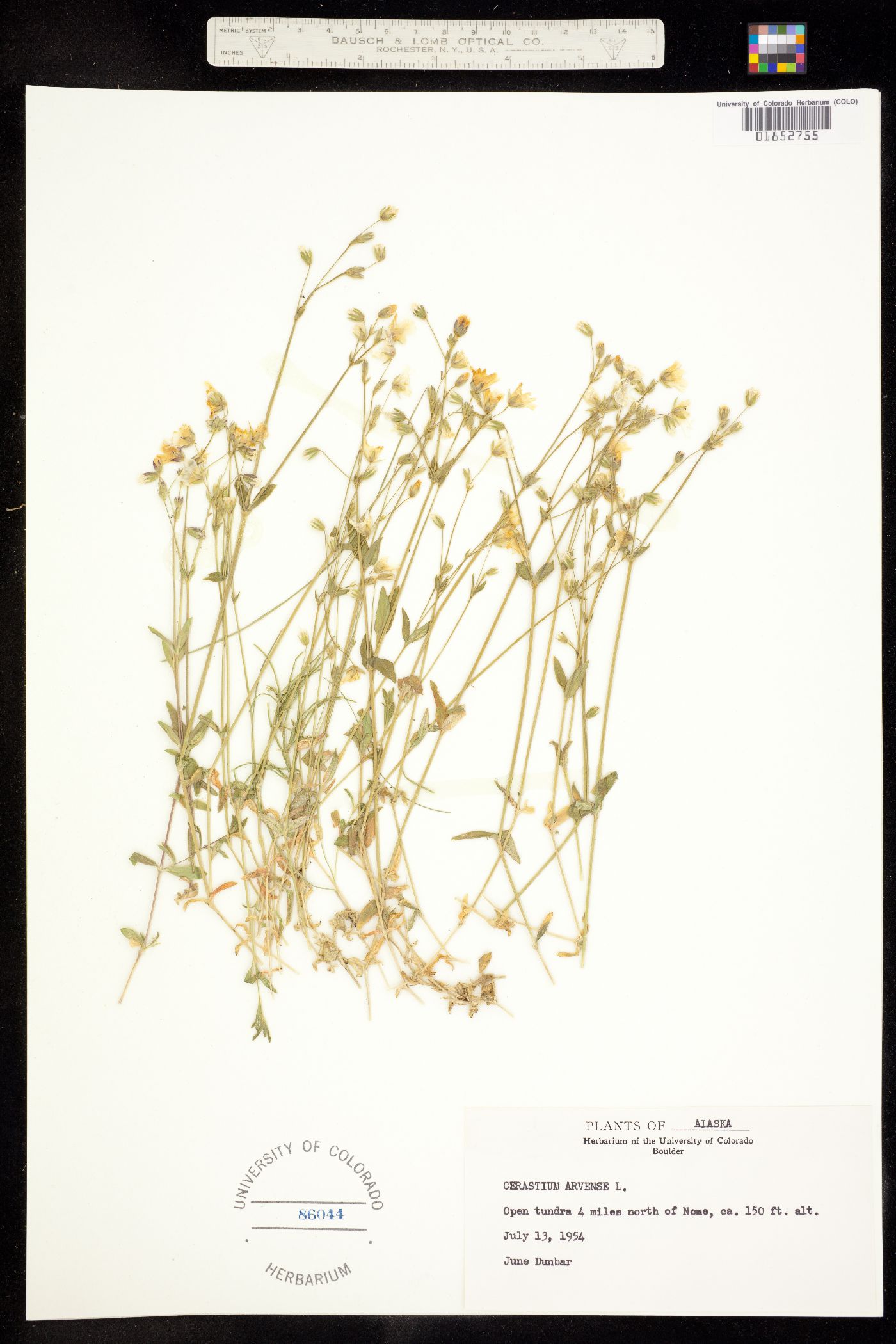 Cerastium image