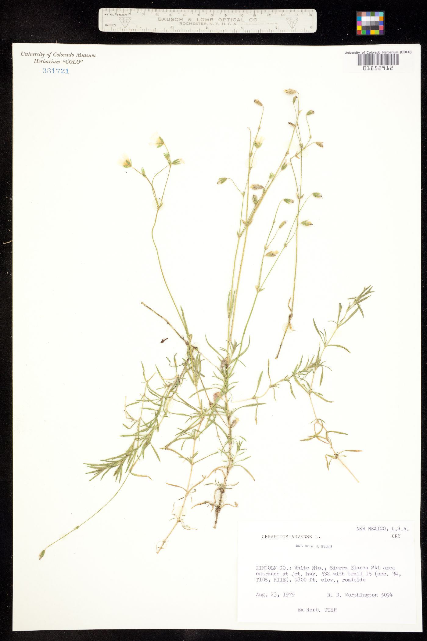 Cerastium arvense image