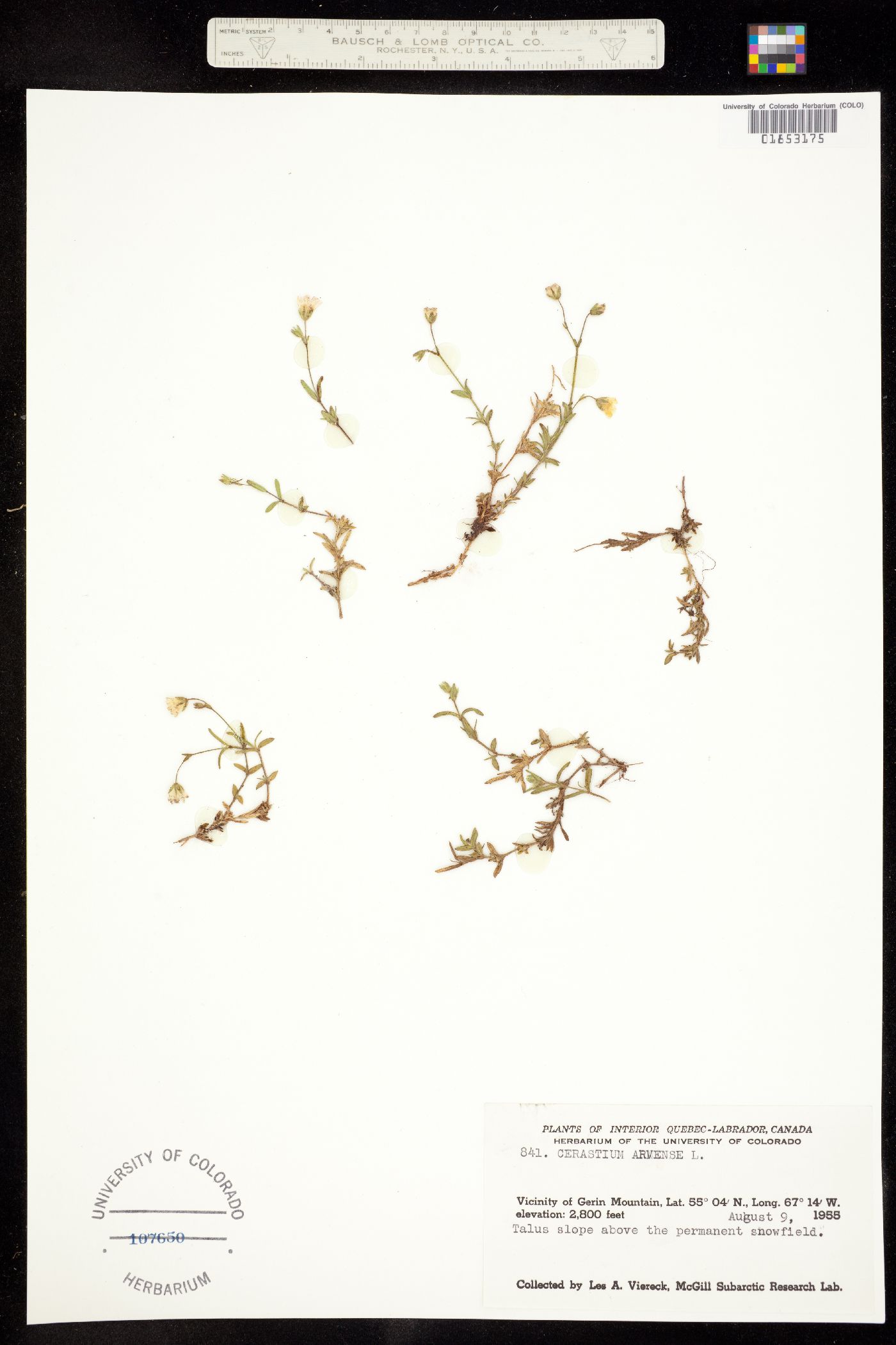 Cerastium arvense image