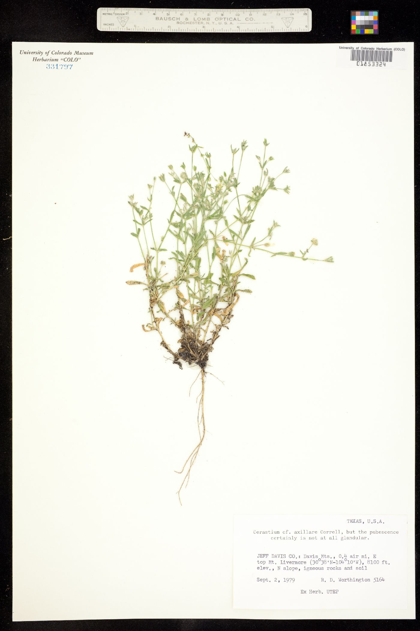 Cerastium axillare image