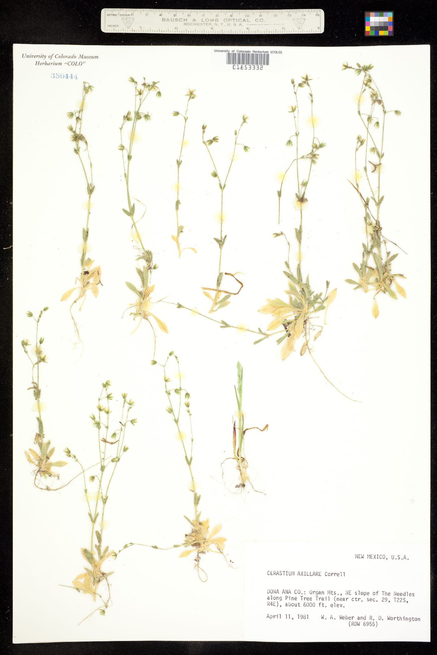 Cerastium axillare image