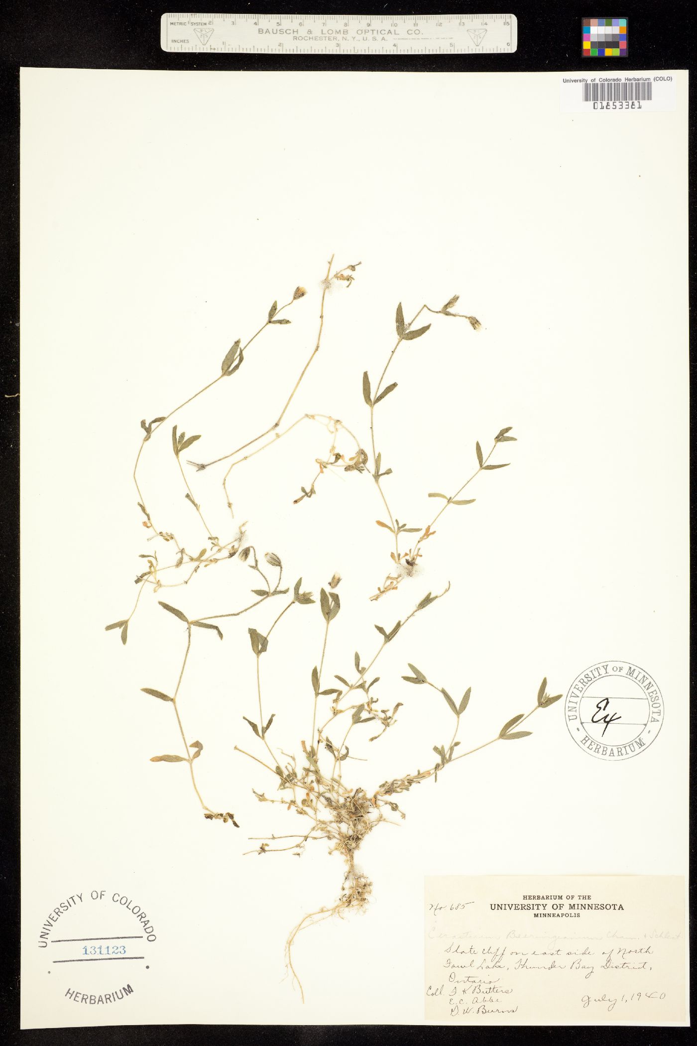 Alsinaceae image