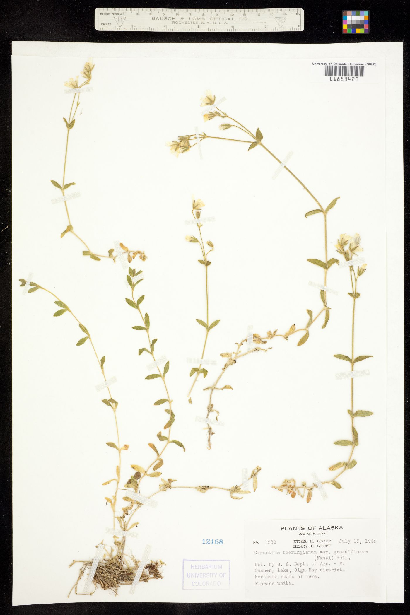 Cerastium beeringianum image