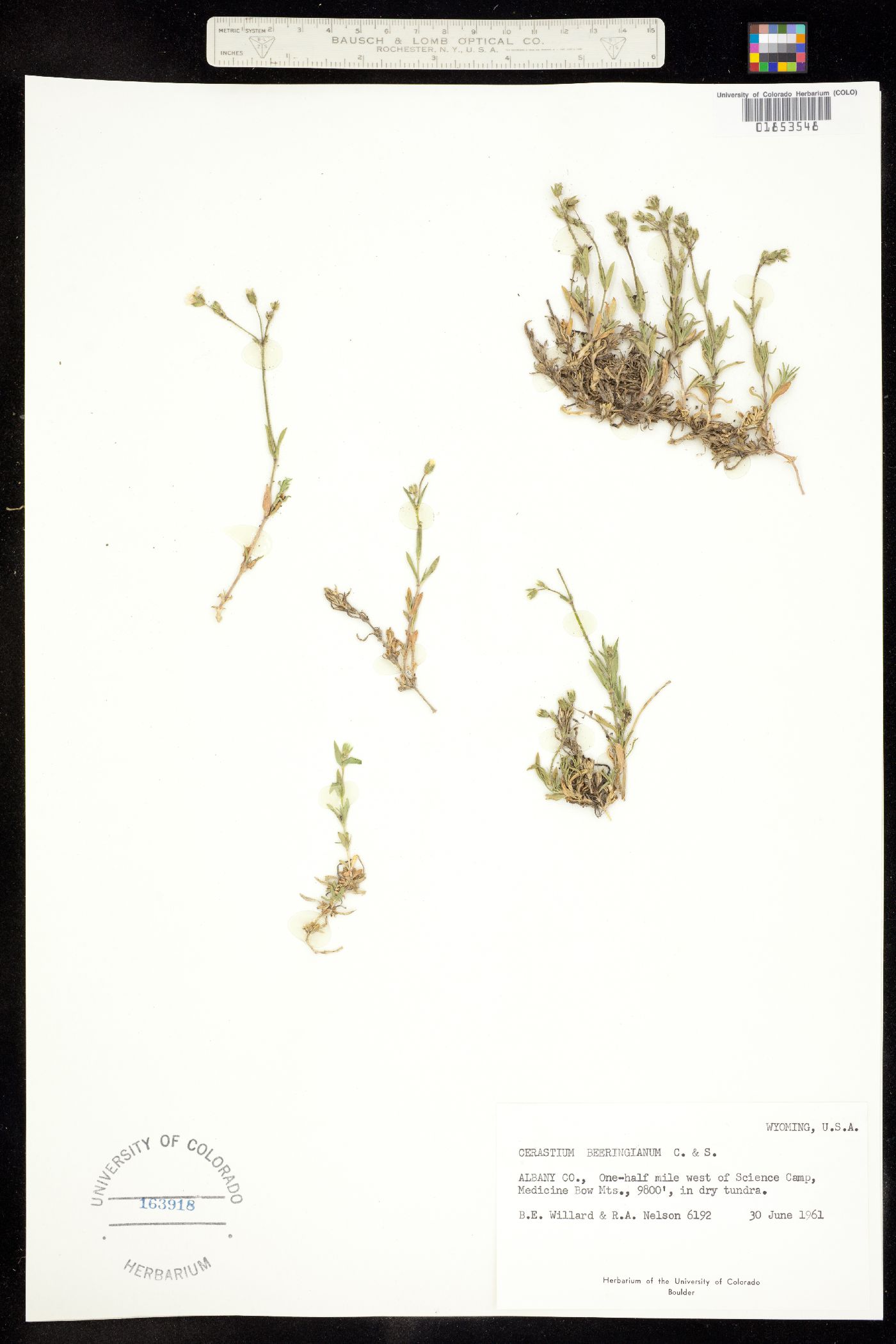 Cerastium beeringianum image