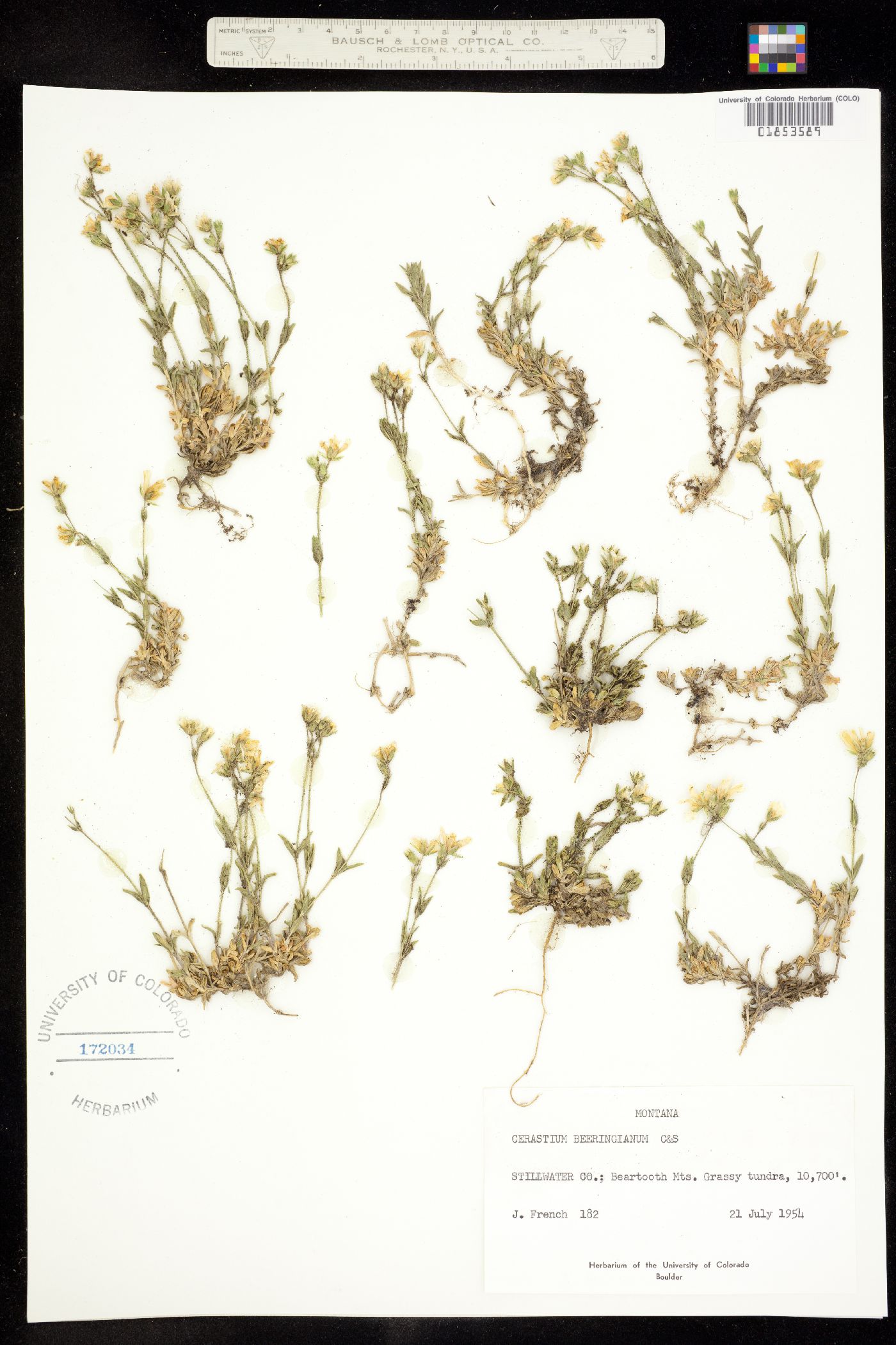 Cerastium beeringianum image