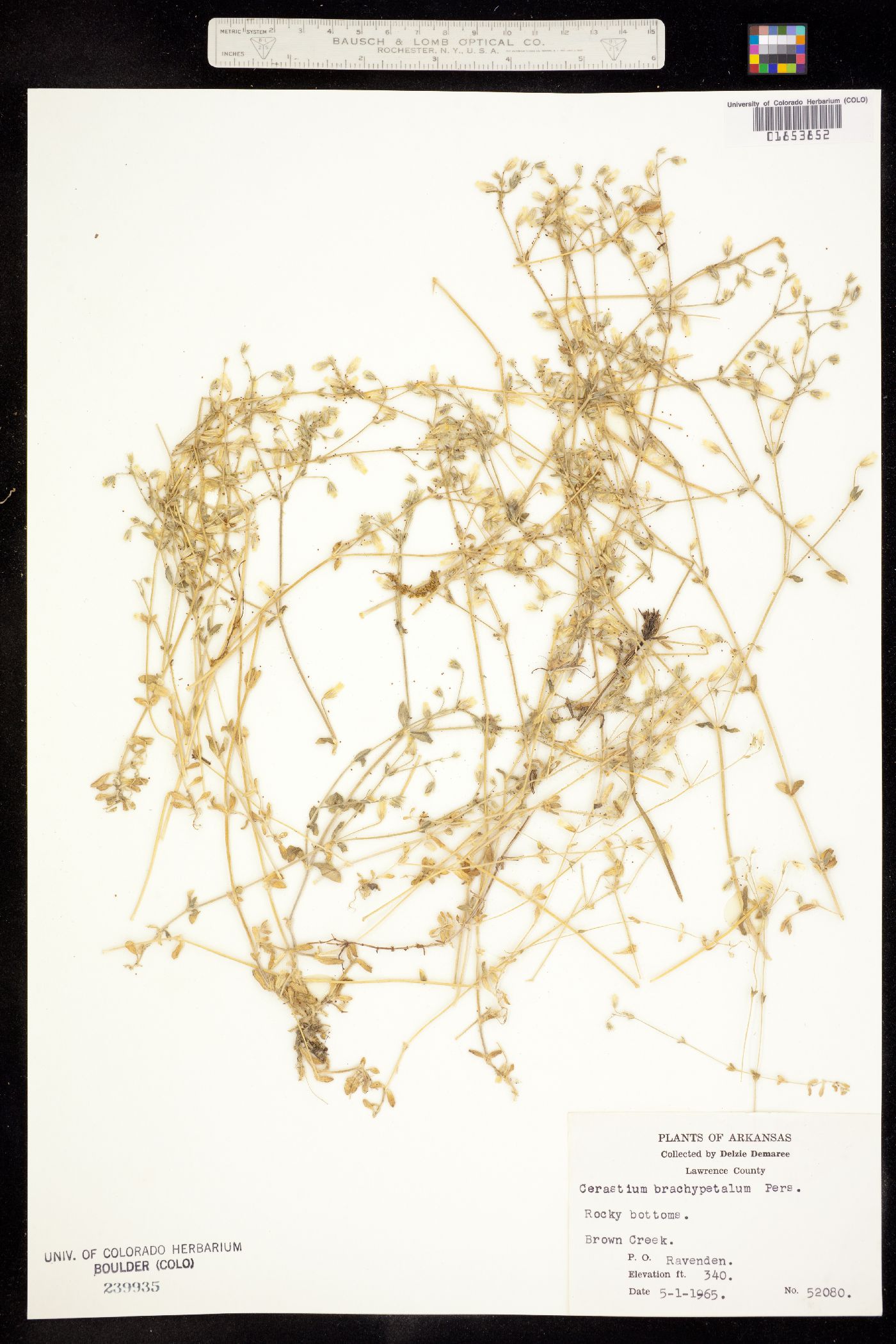 Cerastium brachypetalum image