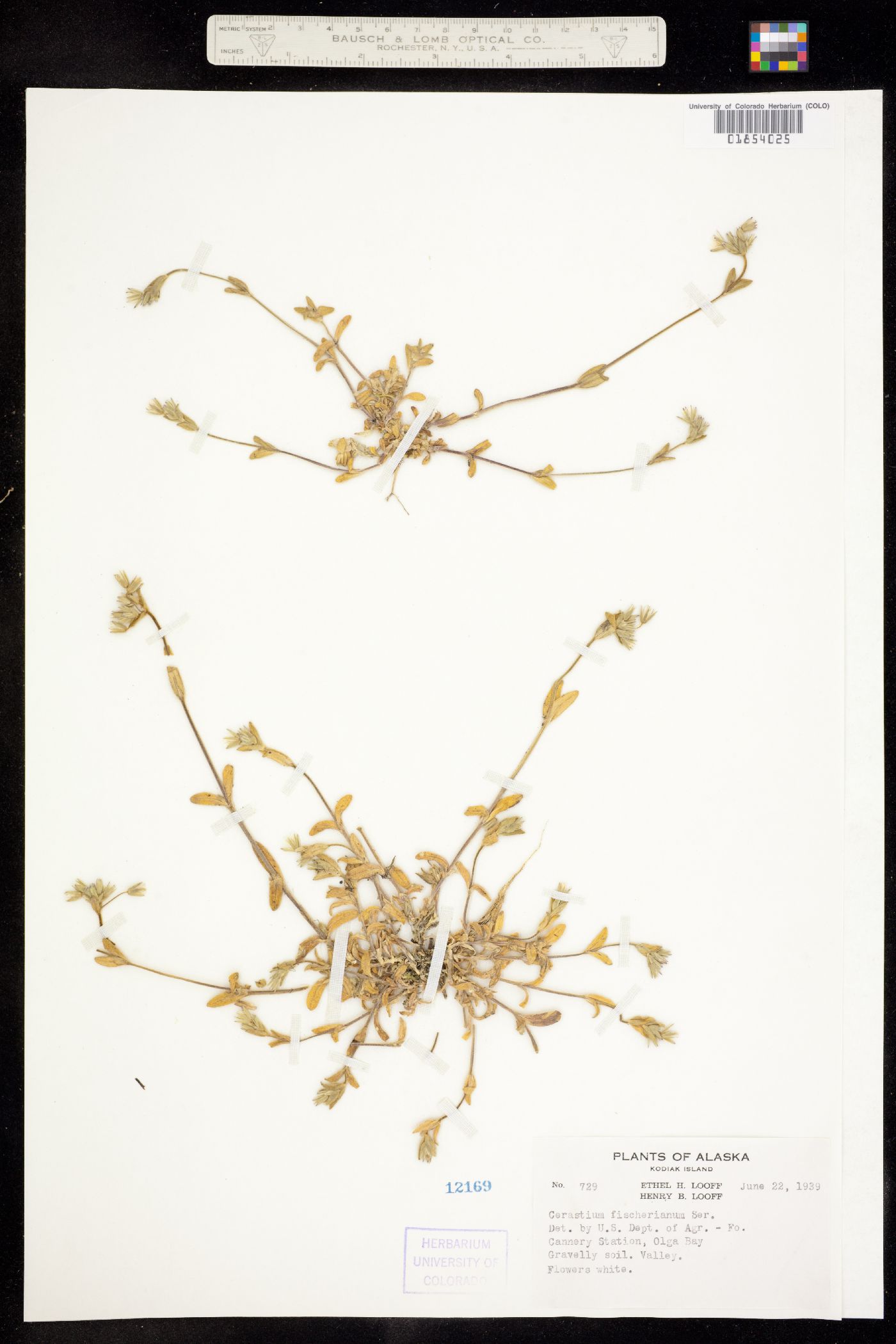 Cerastium fischerianum image