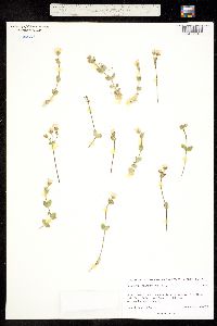 Cerastium fischerianum image