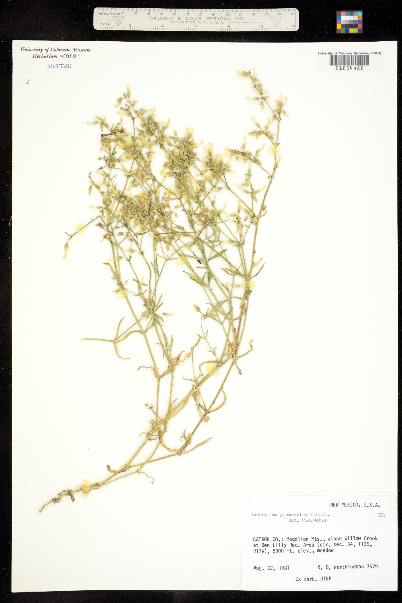Cerastium glomeratum image