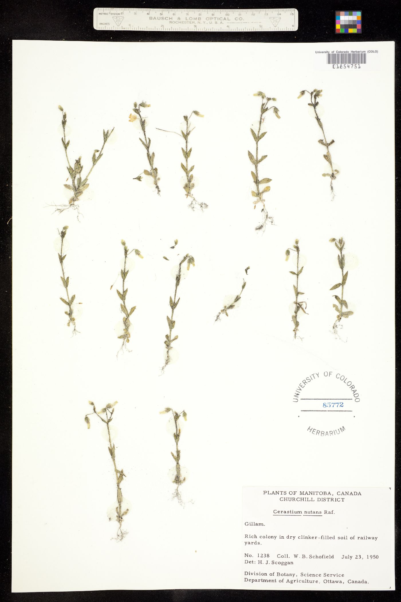 Cerastium nutans image