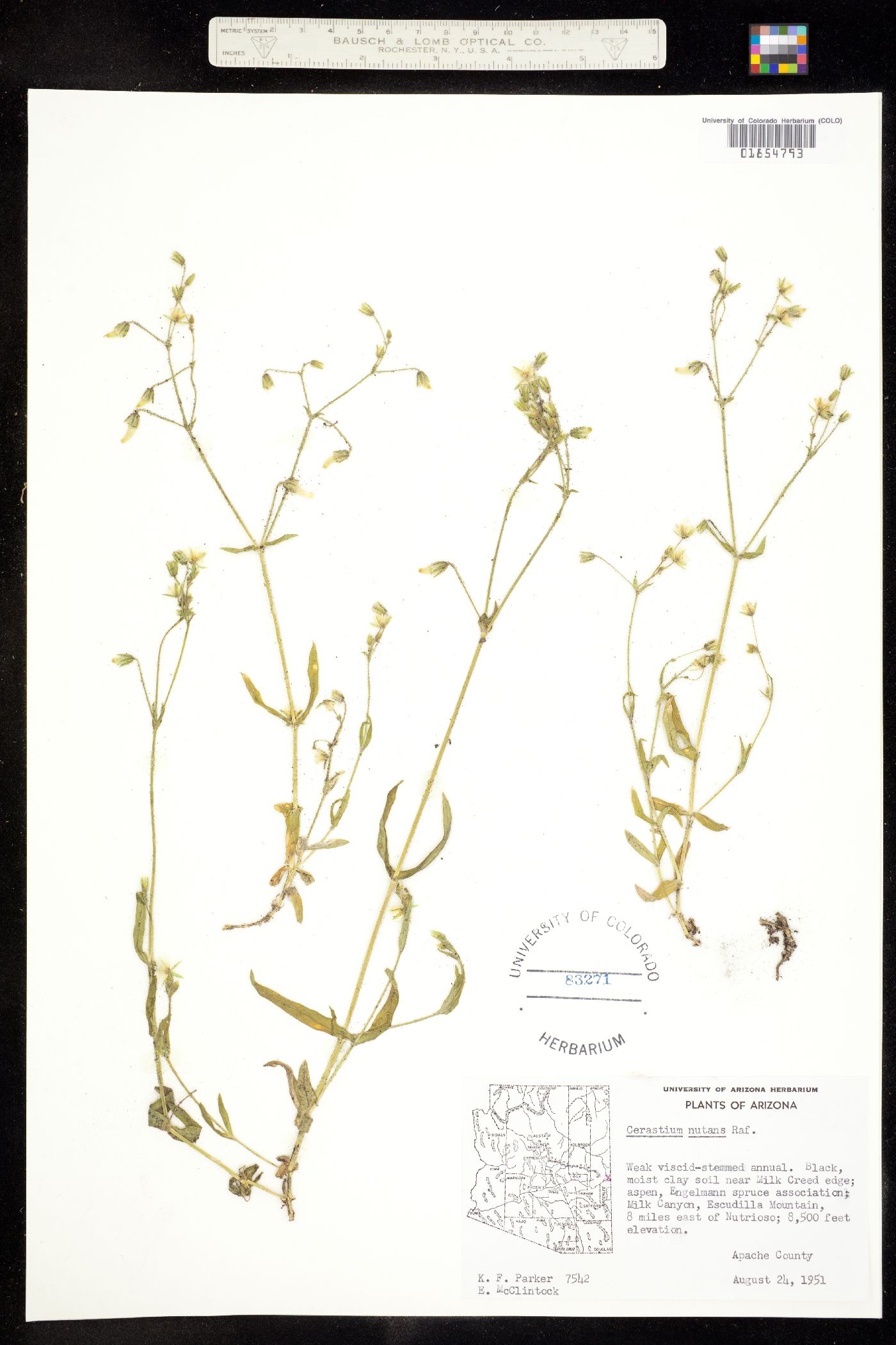 Cerastium image