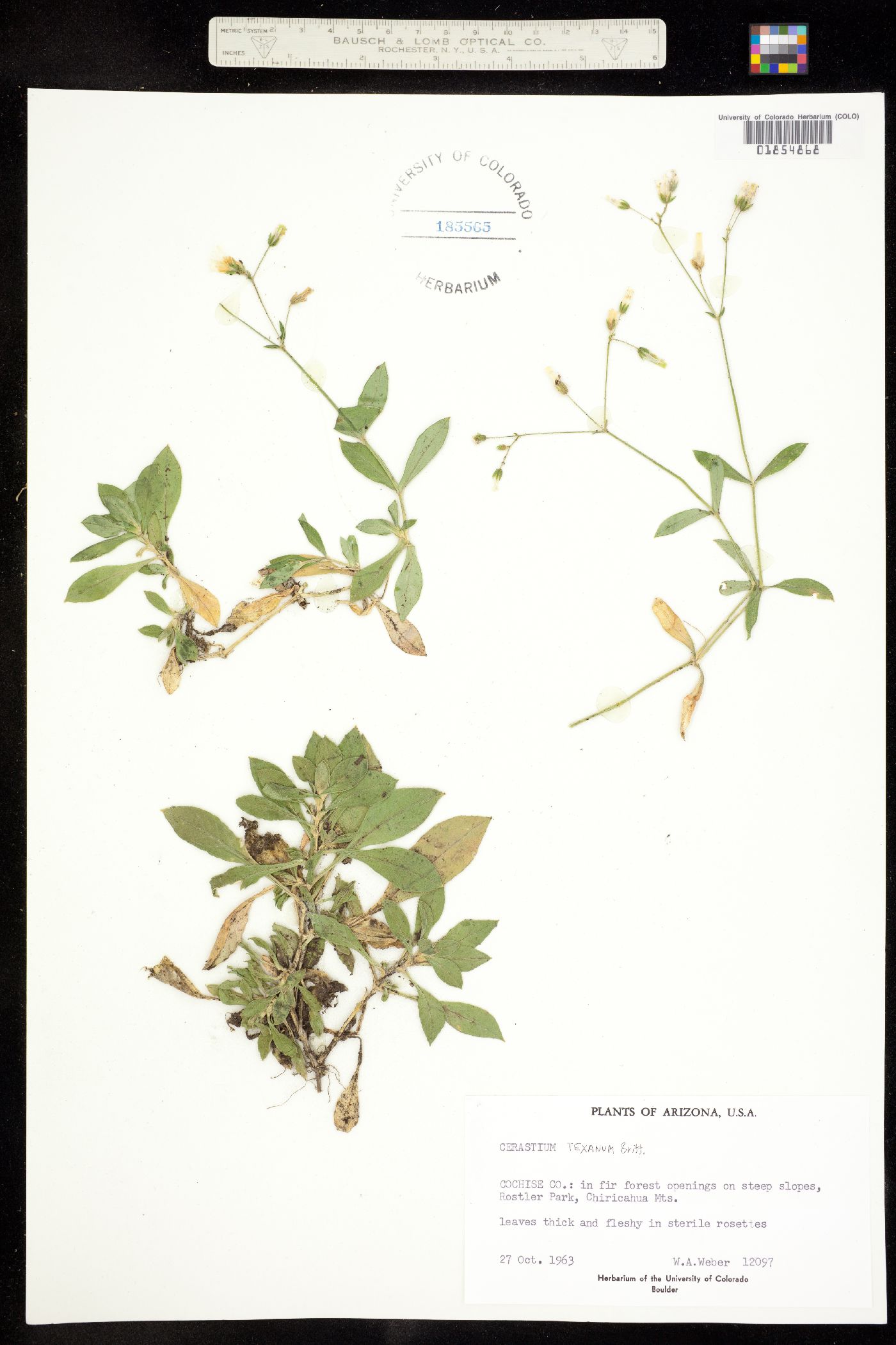 Cerastium texanum image