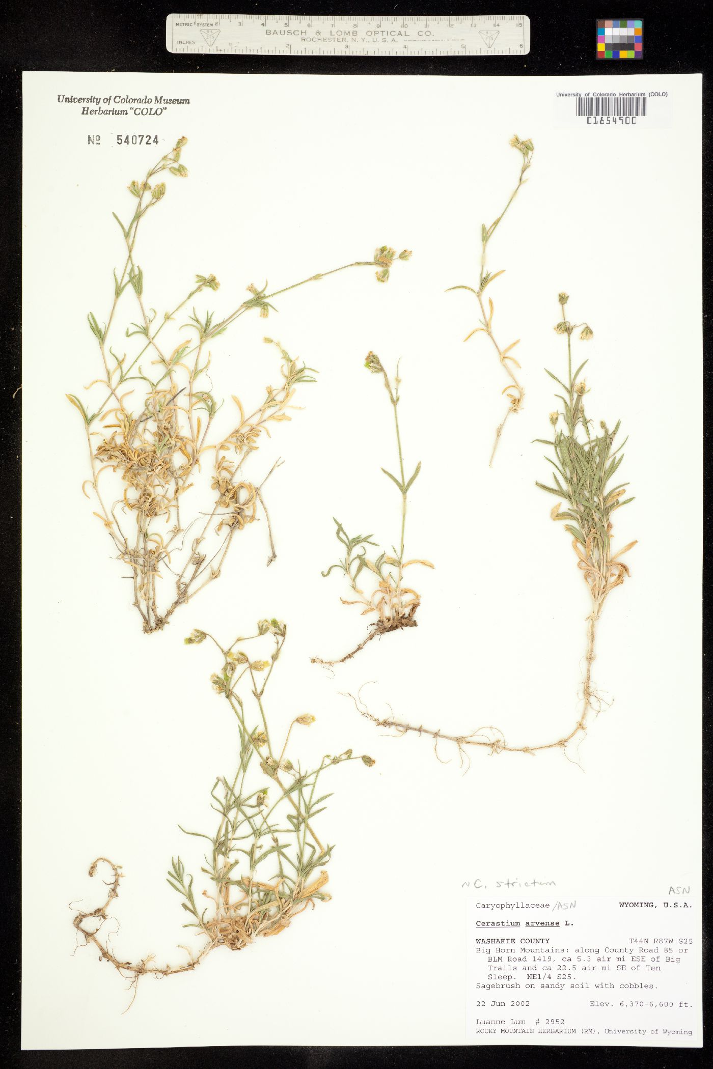 Cerastium strictum image