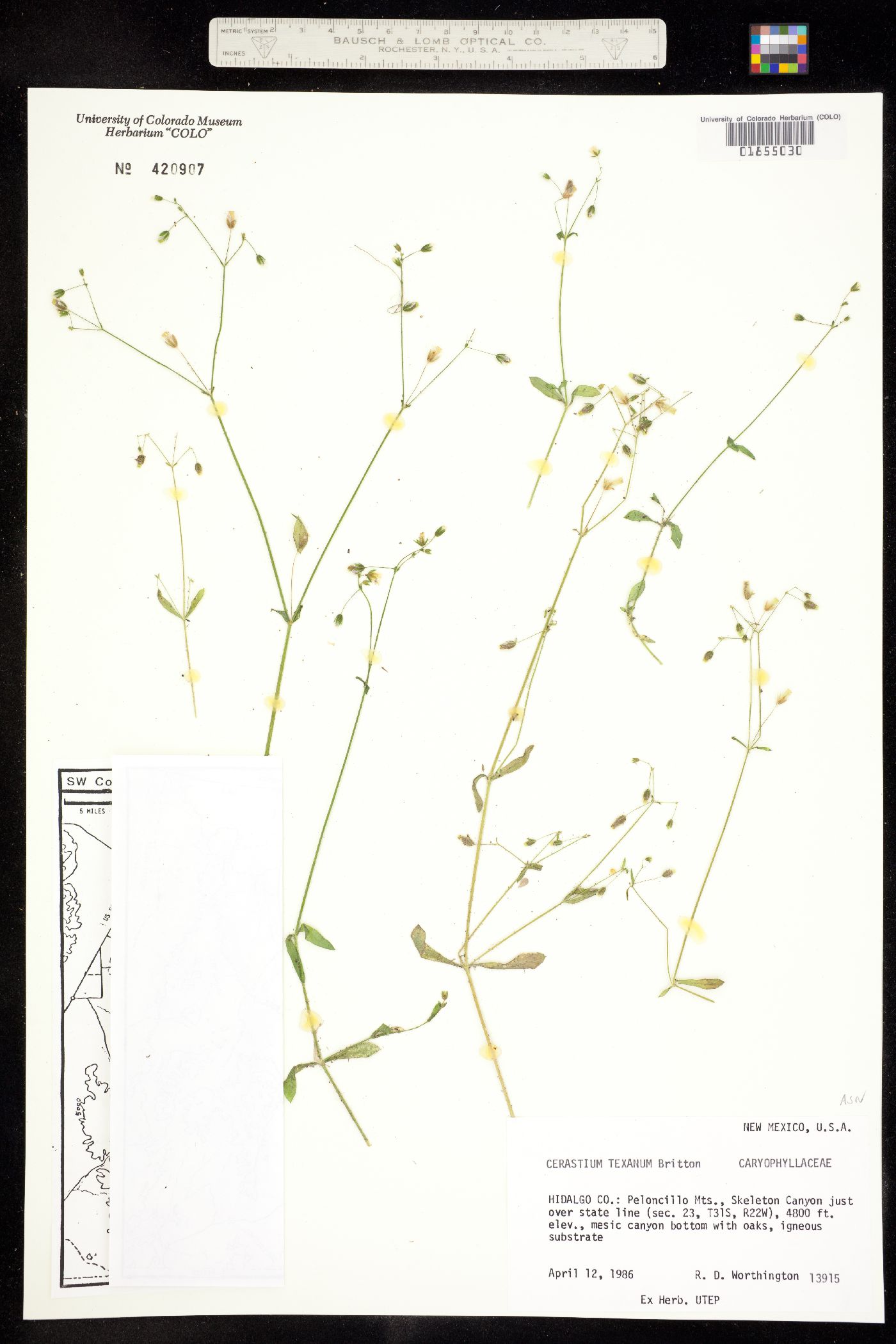 Cerastium texanum image