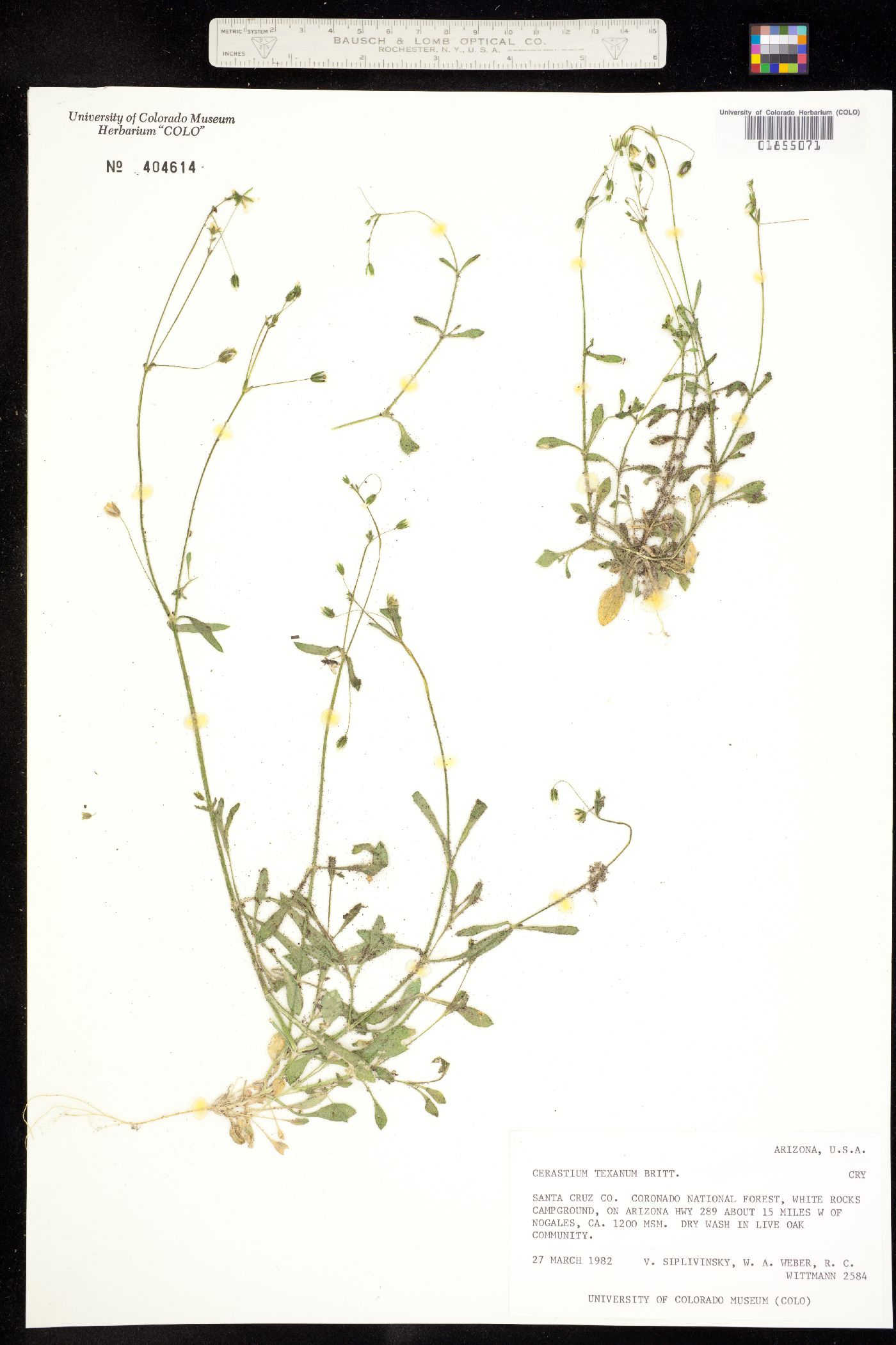 Cerastium texanum image