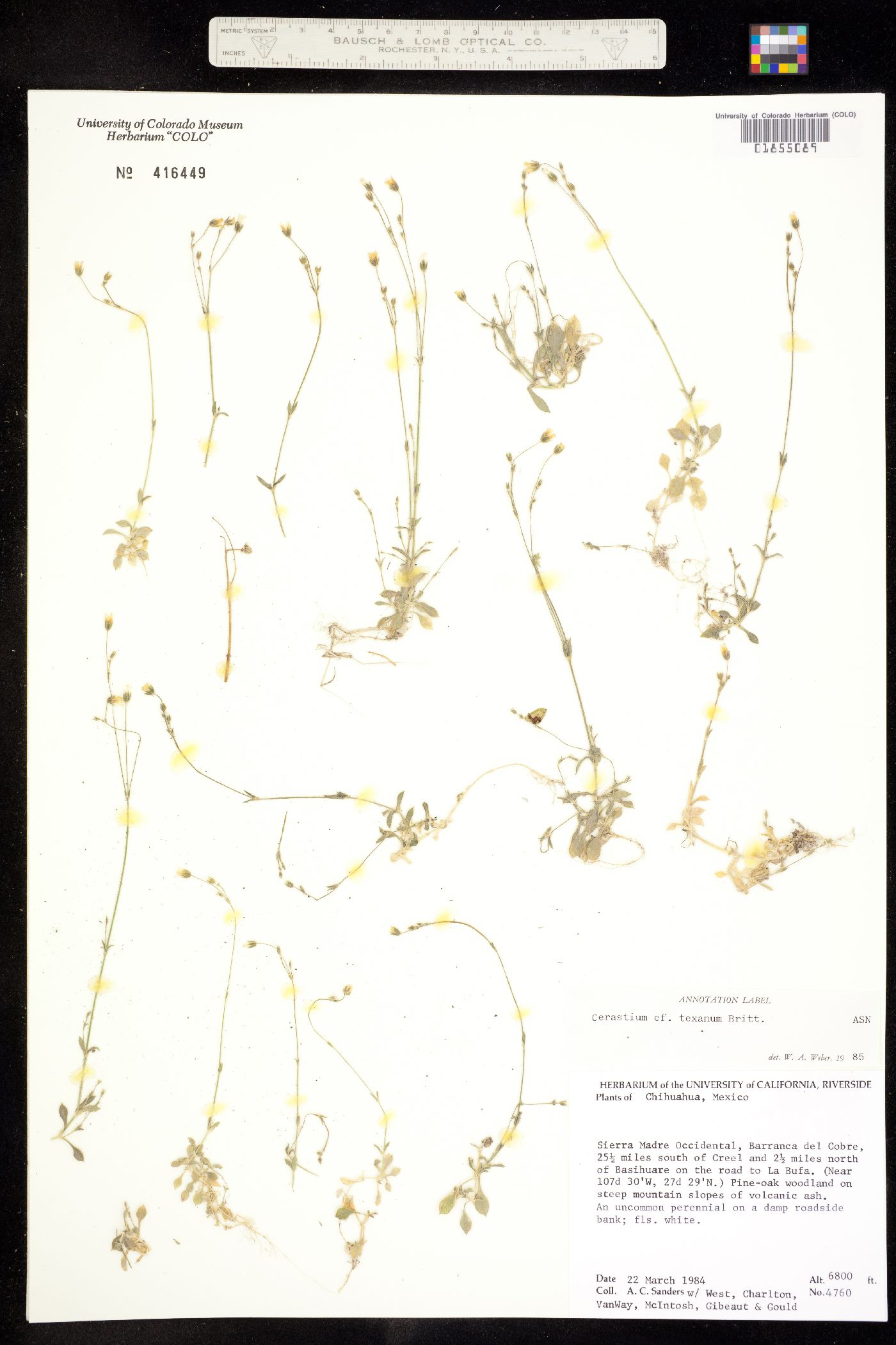 Cerastium texanum image