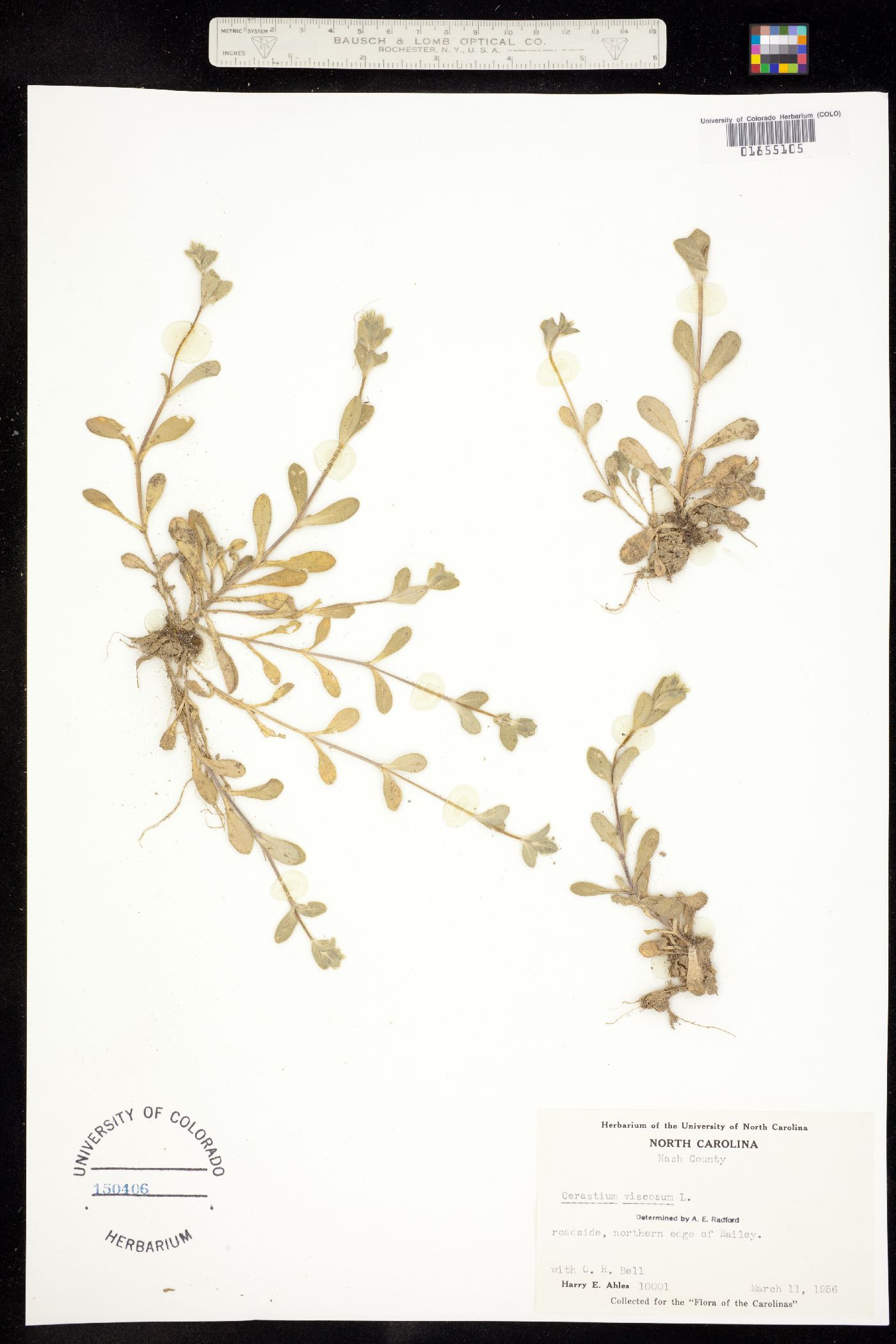 Cerastium glomeratum image