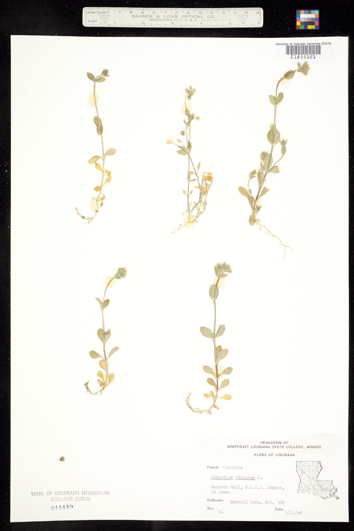 Cerastium glomeratum image
