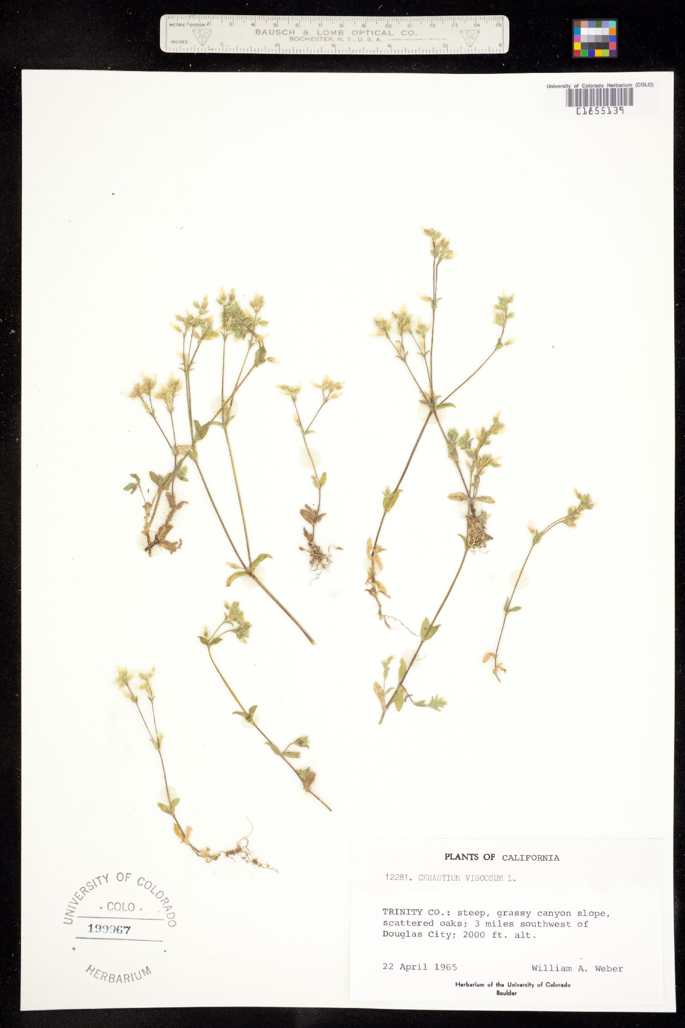 Cerastium glomeratum image