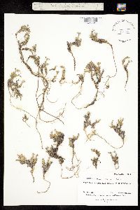 Cherleria laricifolia image