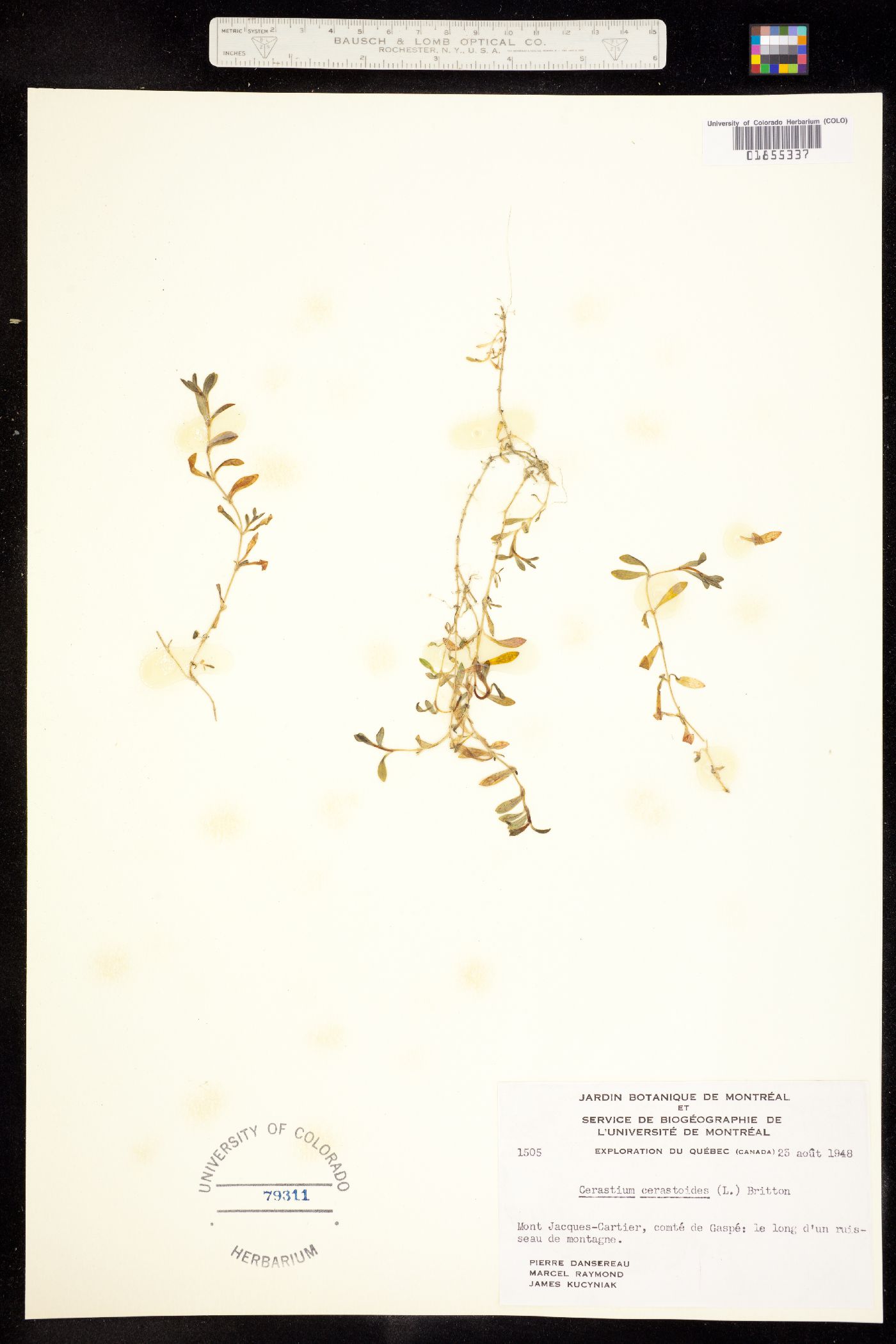 Cerastium cerastoides image