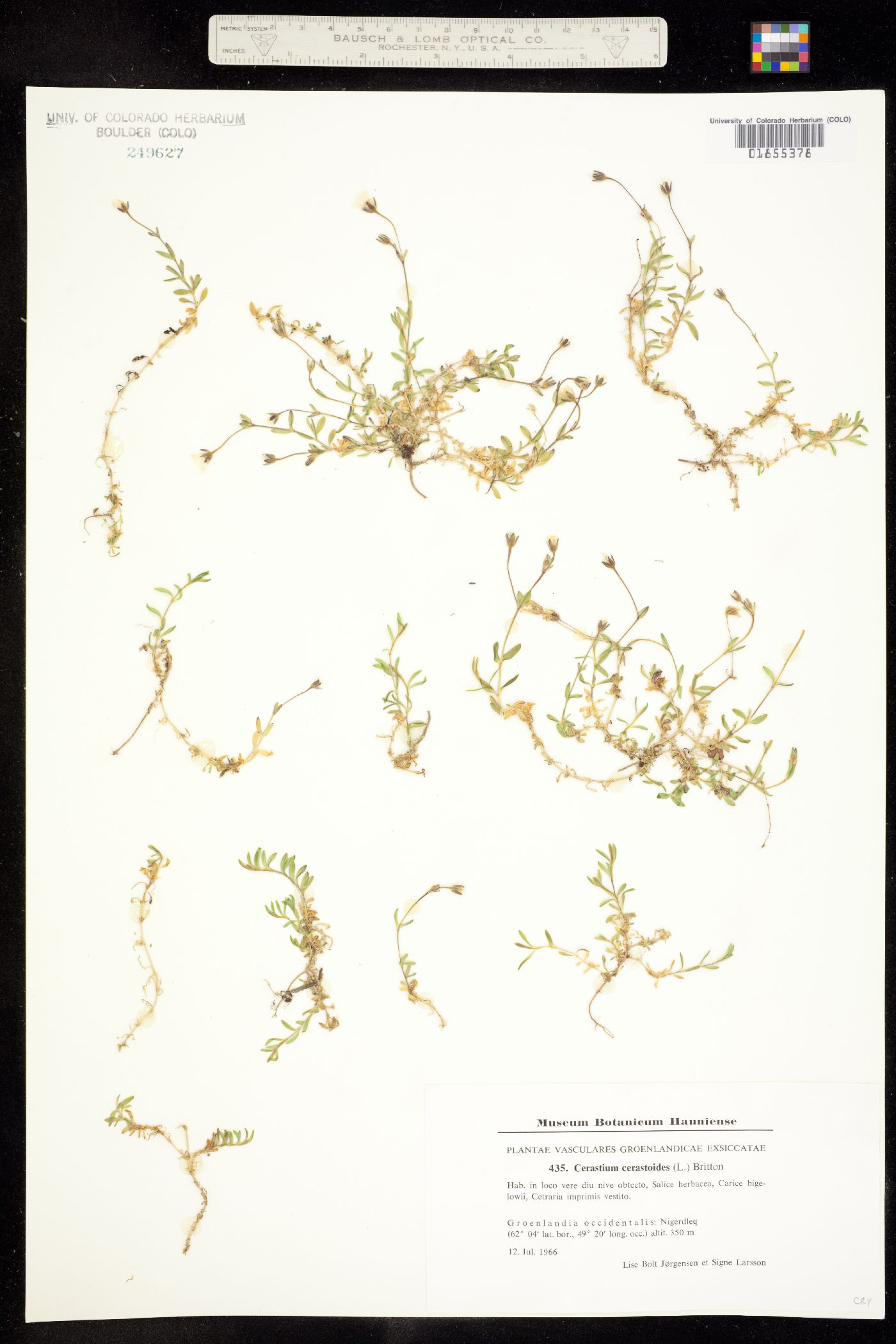 Cerastium cerastoides image