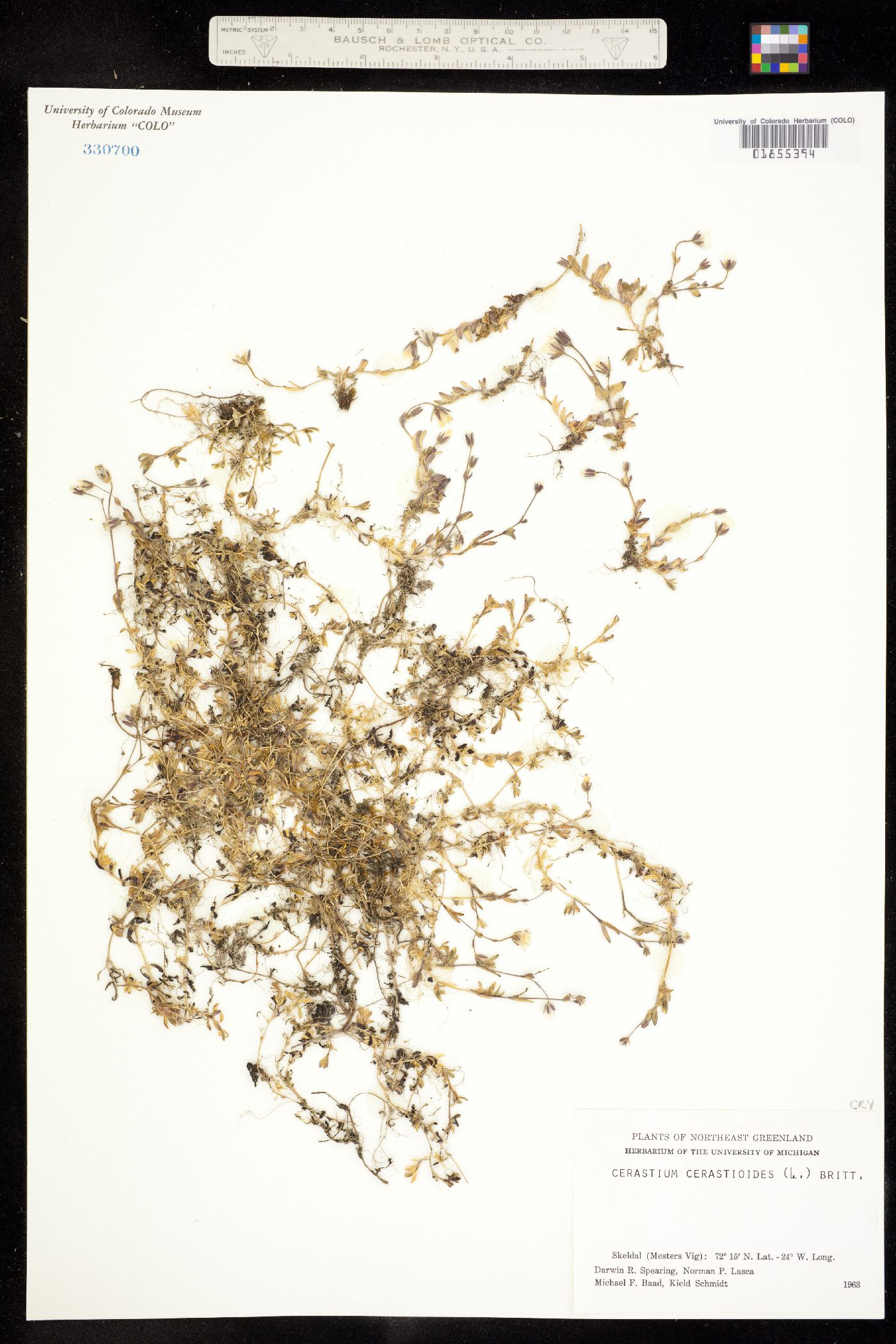 Cerastium cerastoides image