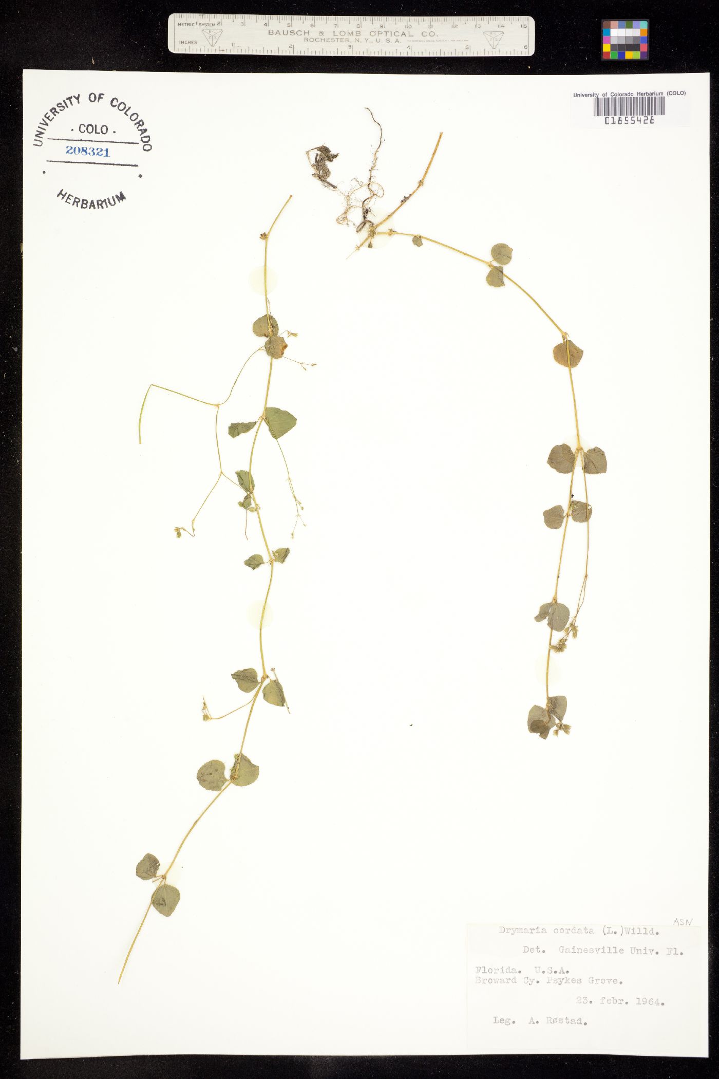 Drymaria cordata image
