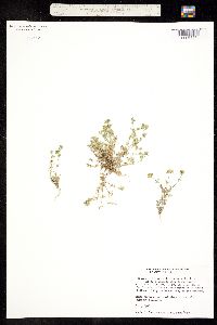 Drymaria arenarioides image