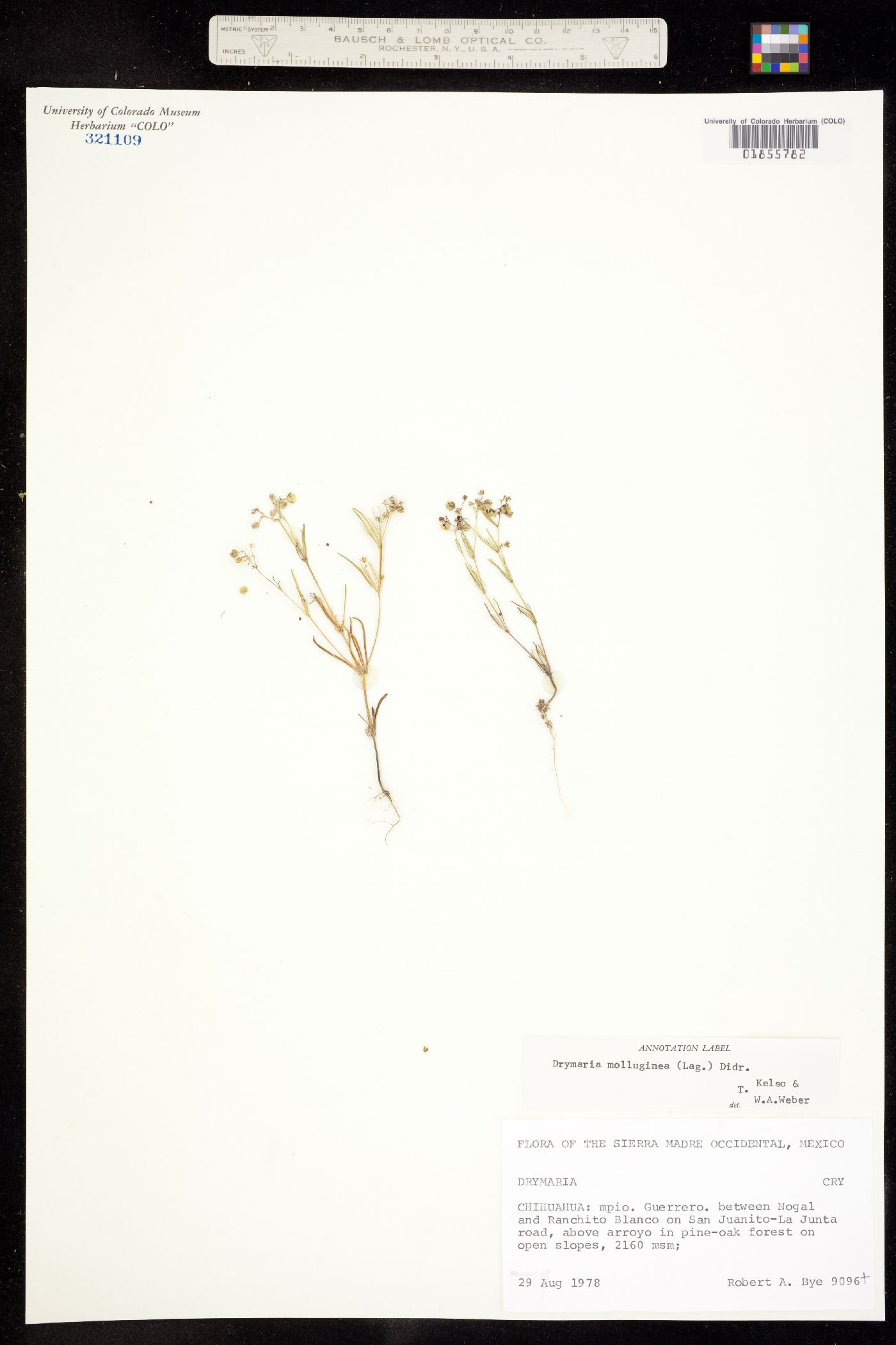 Drymaria image