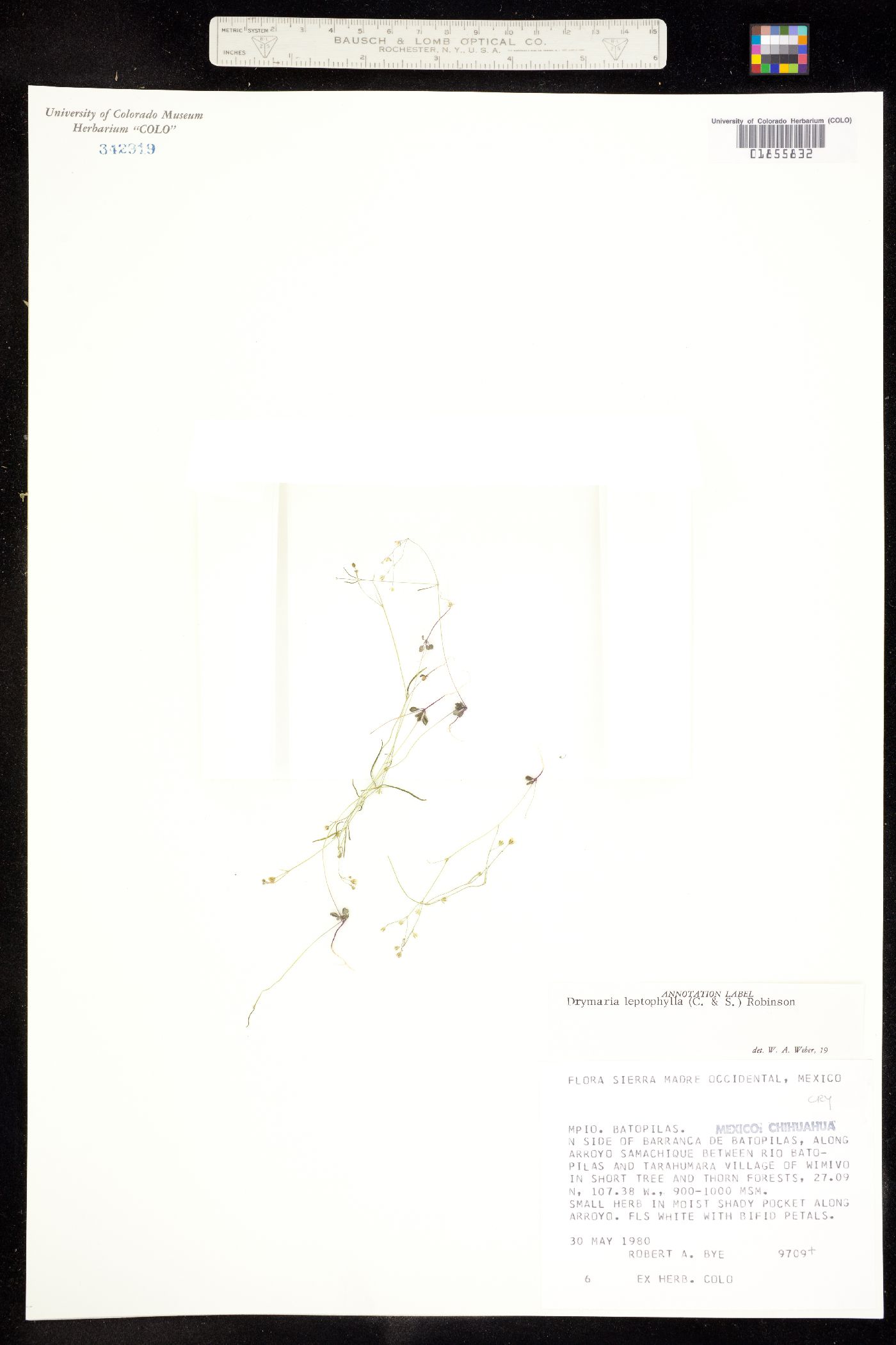 Drymaria leptophylla image