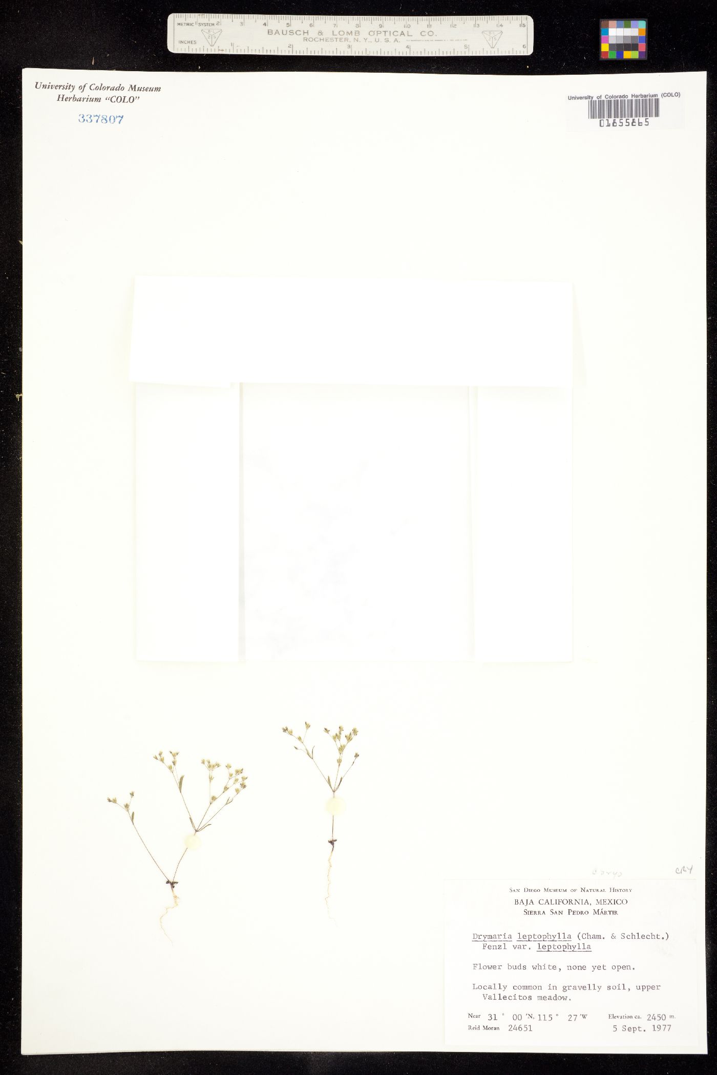 Drymaria leptophylla image
