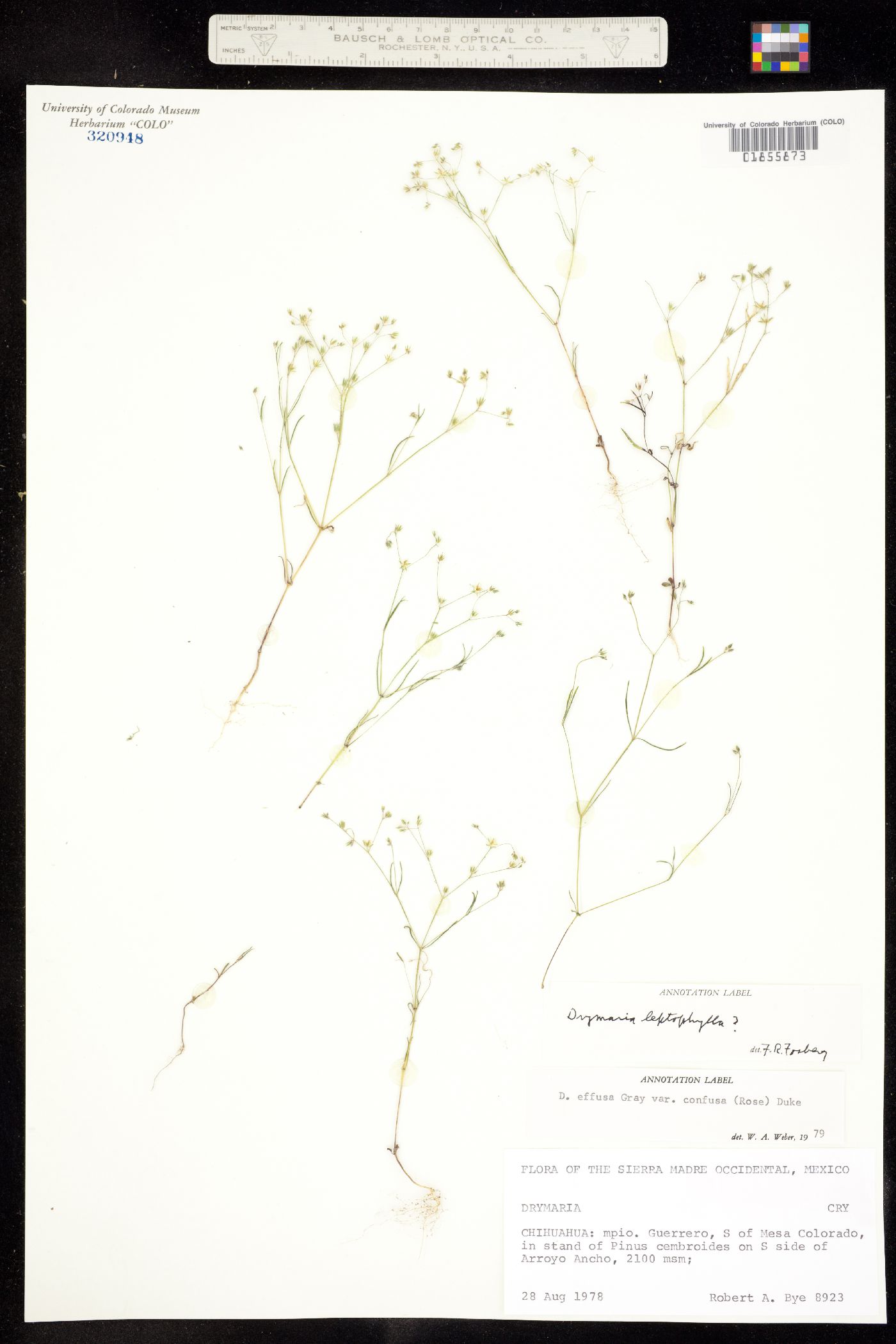 Drymaria leptophylla image