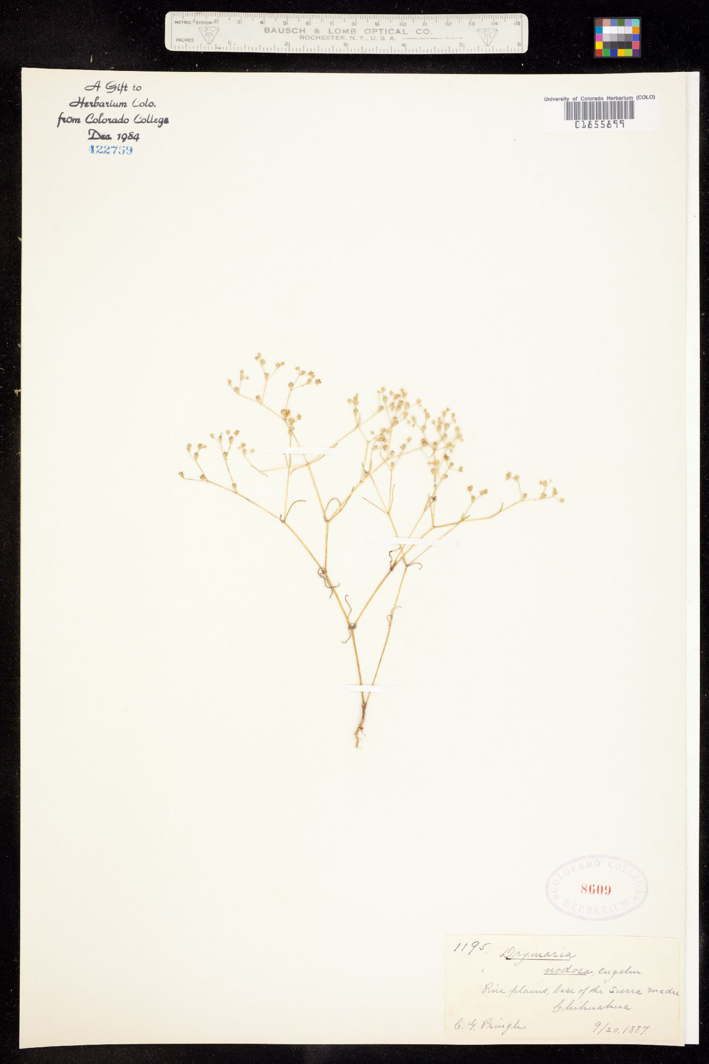 Drymaria leptophylla image