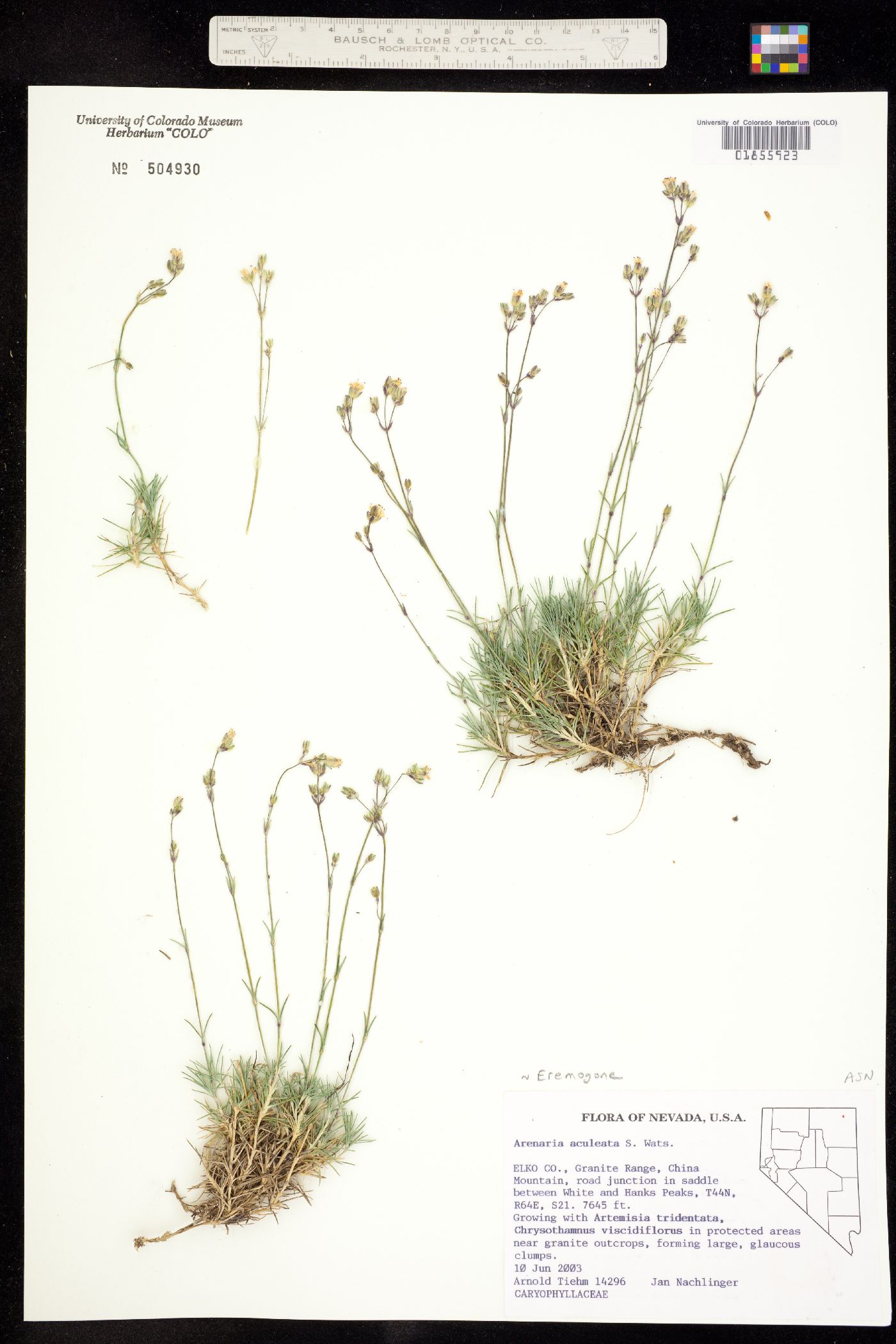 Eremogone aculeata image