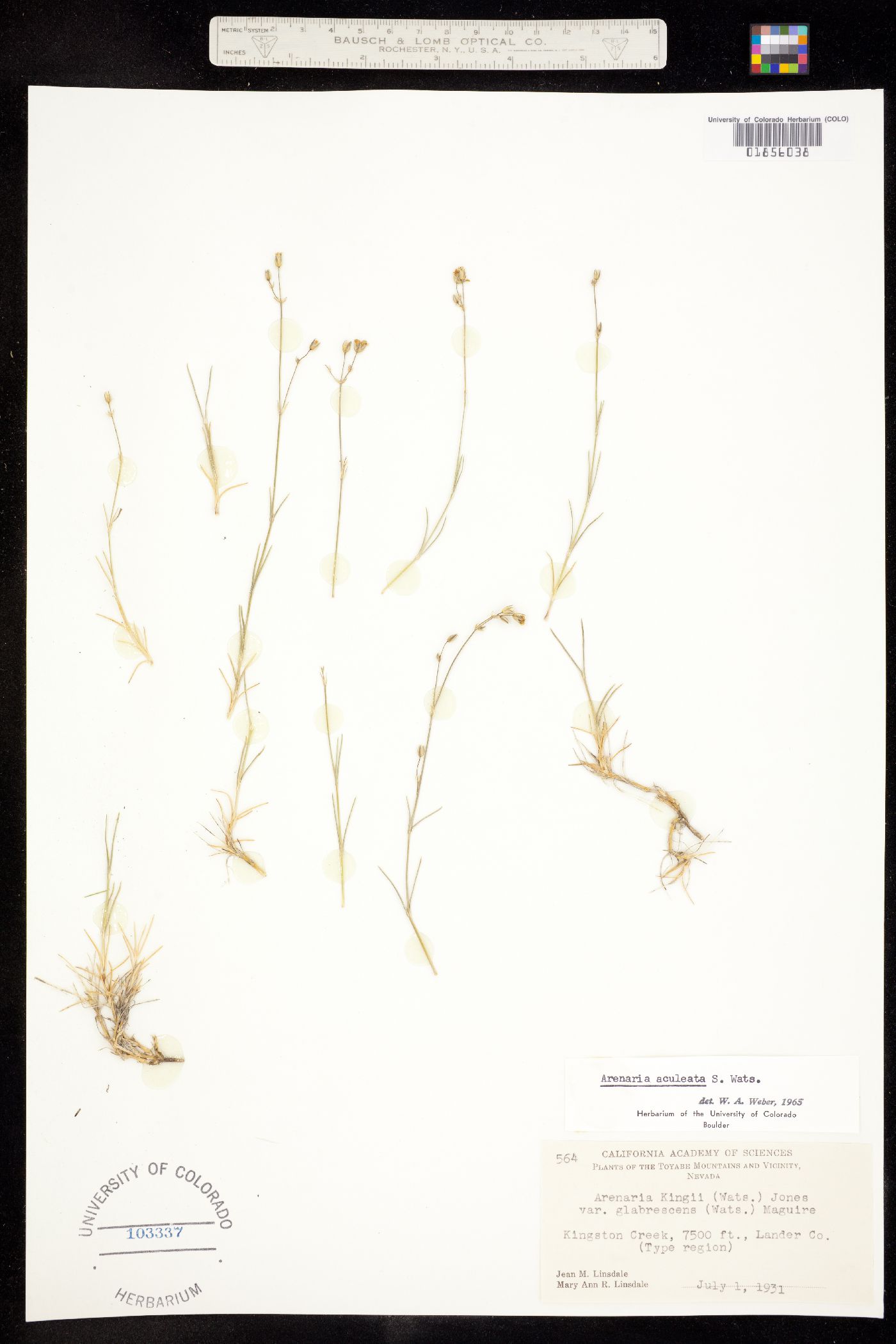 Eremogone aculeata image